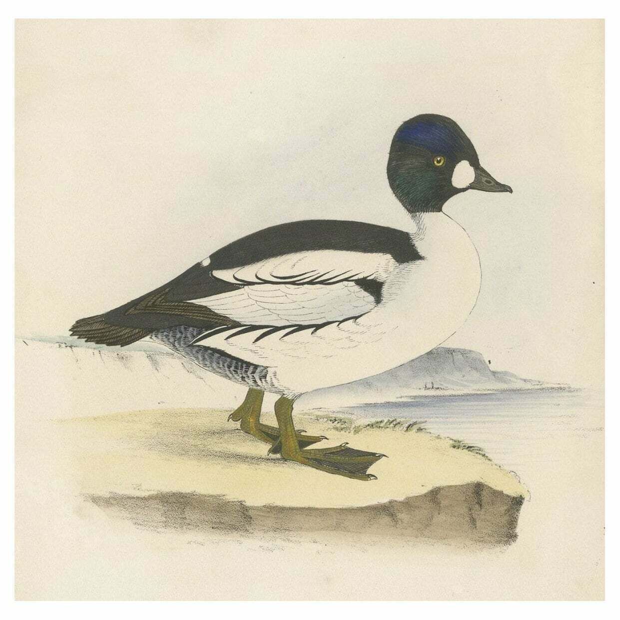 Antique Bird Print Of A Duck, C.1840