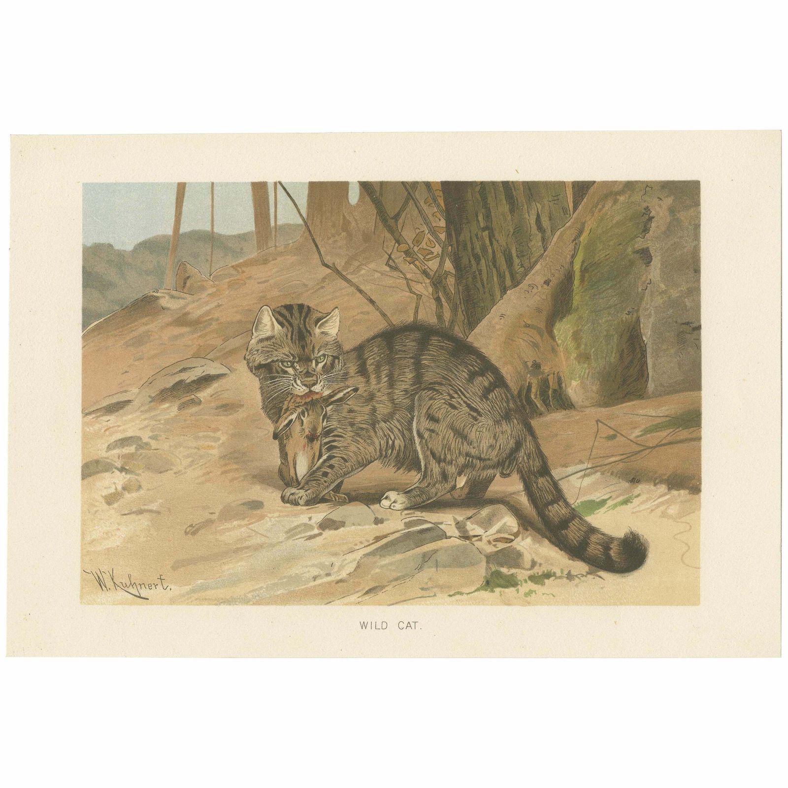 Antique Print Of A Wild Cat By Lydekker '1894'