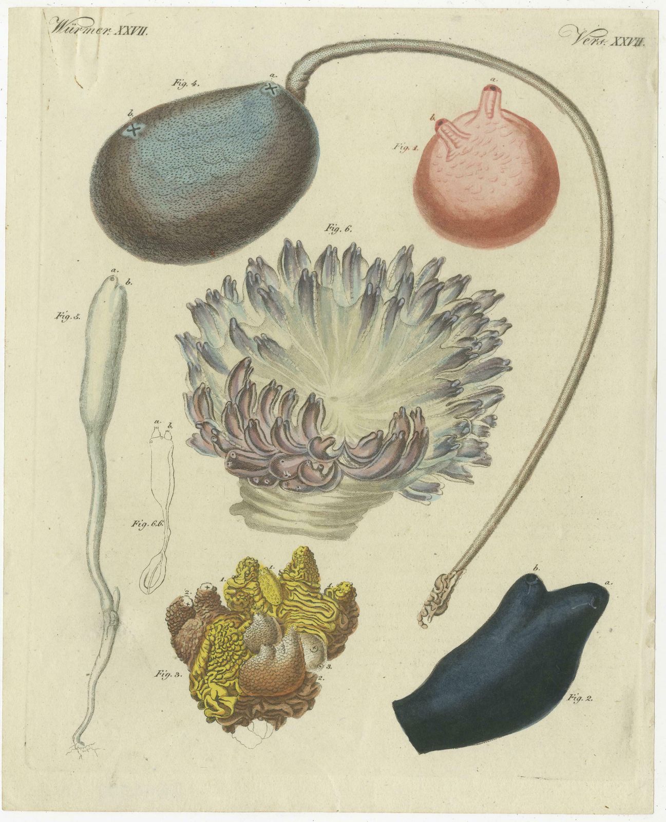 Antique Print Of Various Molluscs Including The Boltenia Ovifera photo 120.0