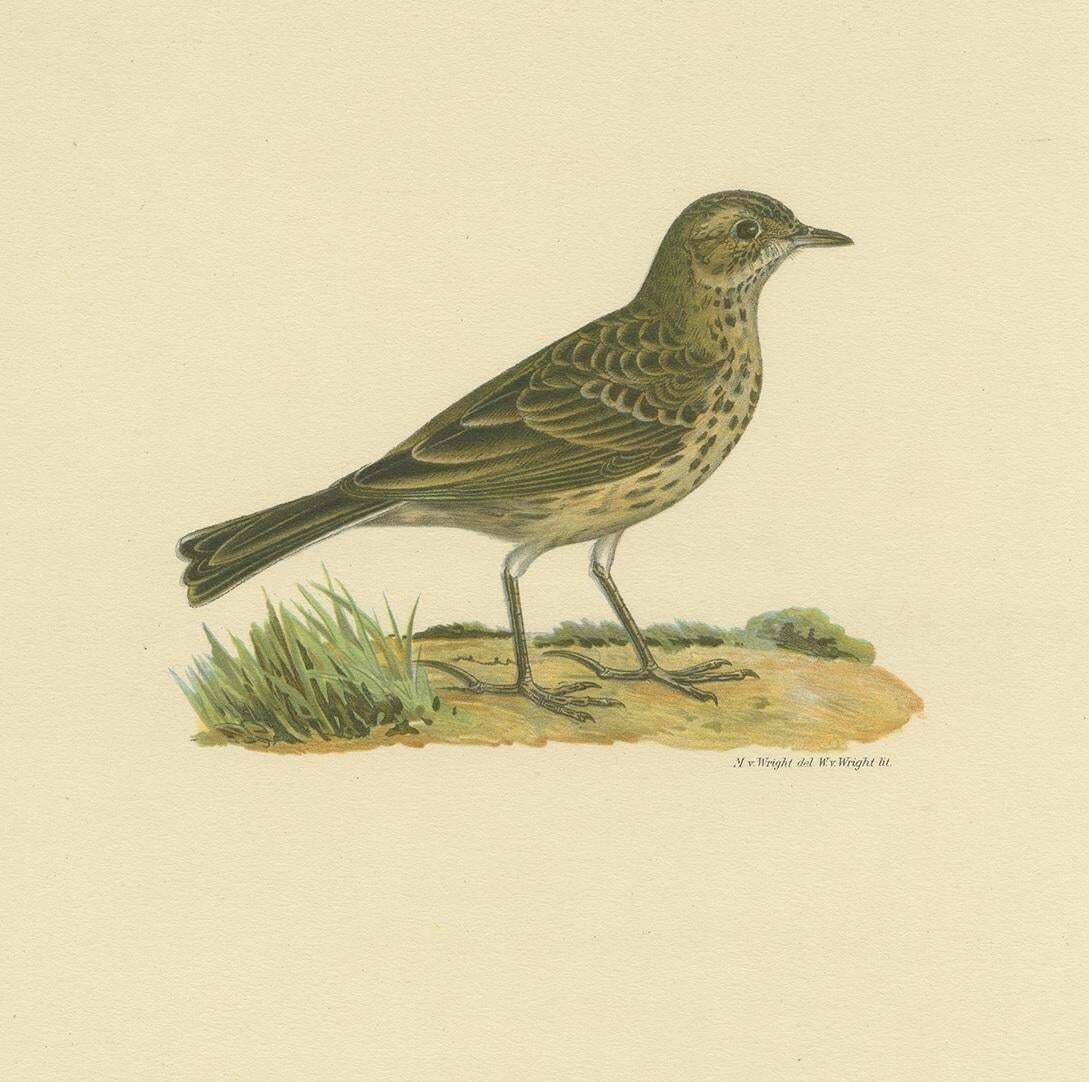 Antique Bird Print Of The Meadow Pipit By Von Wright, 1927 photo for sale
