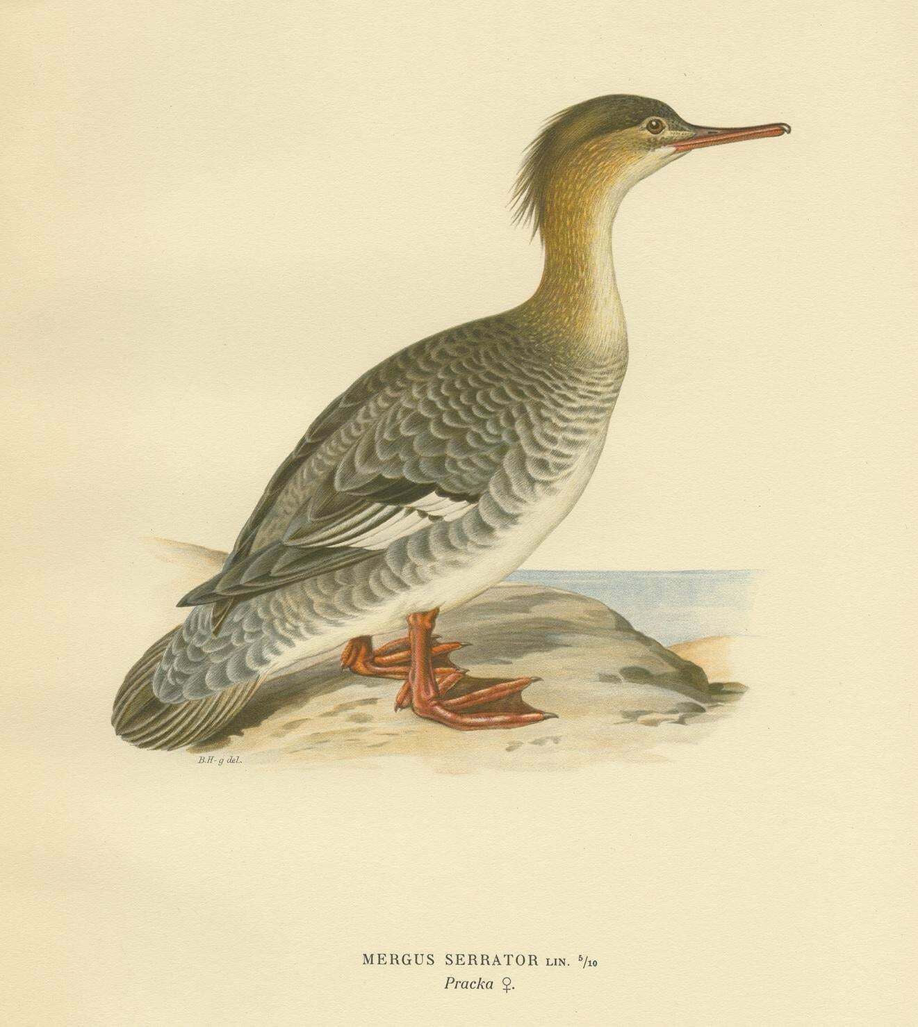 Antique Bird Print Of A Female Red Breasted Merganser By Von Wright '1929' photo furniture