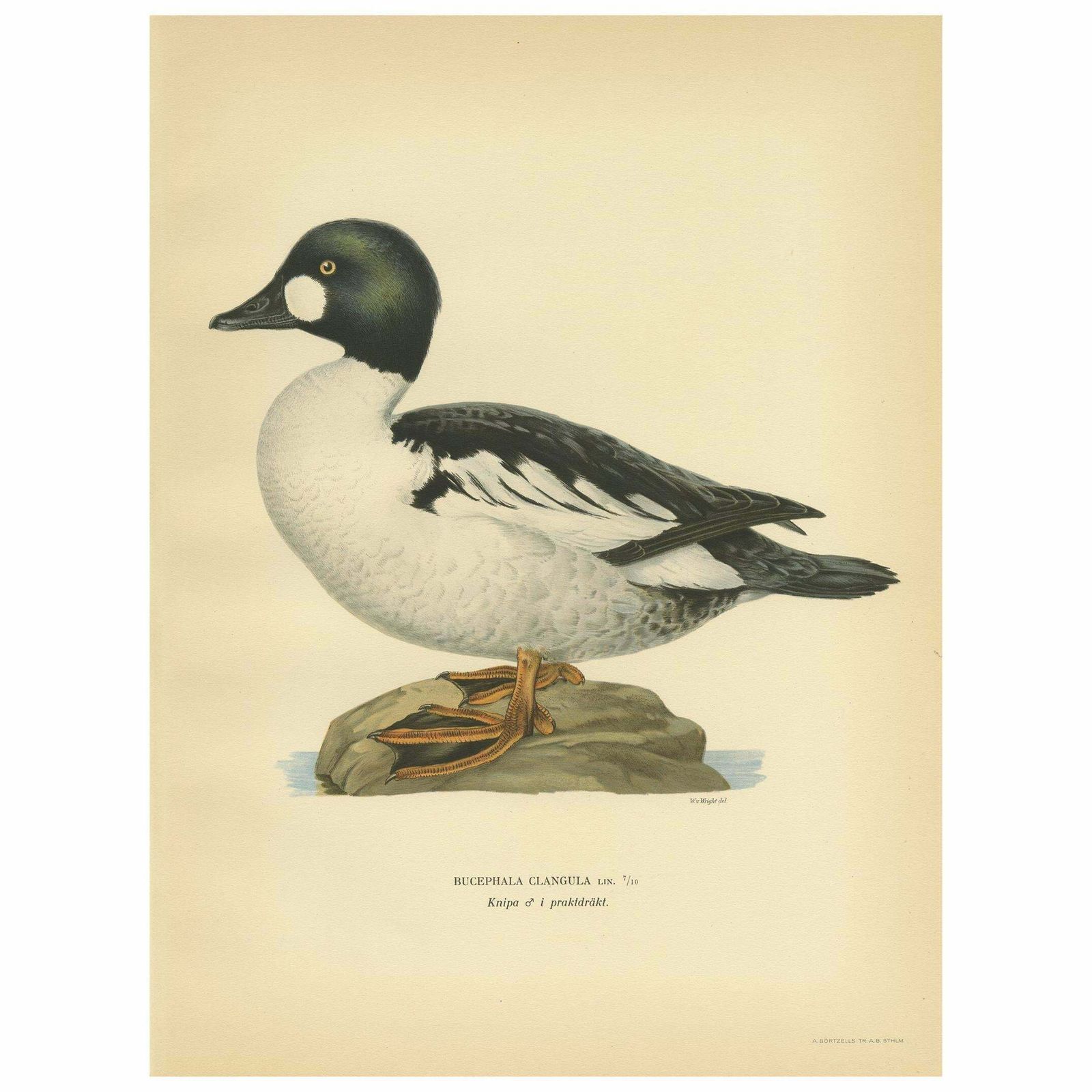 Antique Bird Print Of The Common Goldeneye By Von Wright, 1929