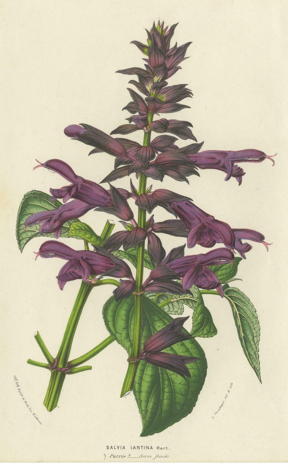 Antique Botany Print Of Purple Sage By Van Houtte 'Circa 1853' photo for sale