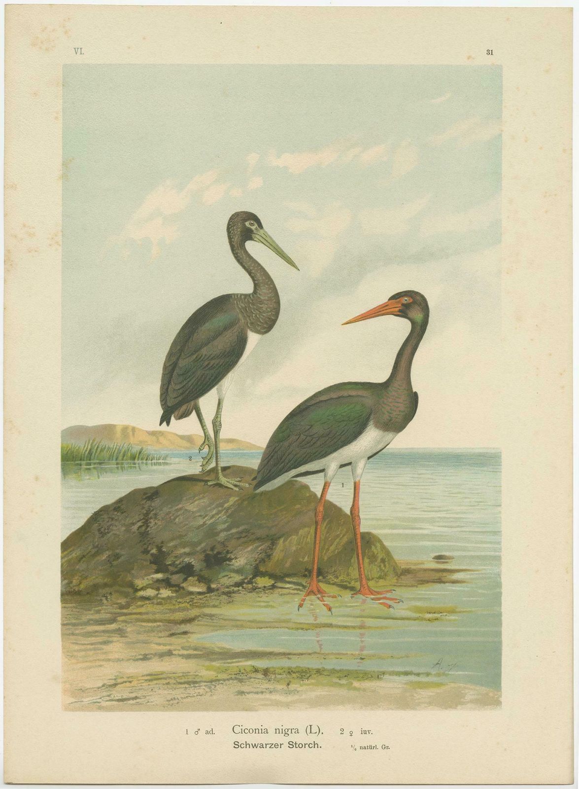 Antique Bird Print Of The Black Stork By Naumann, Circa 1895 £87.41 photo for sale