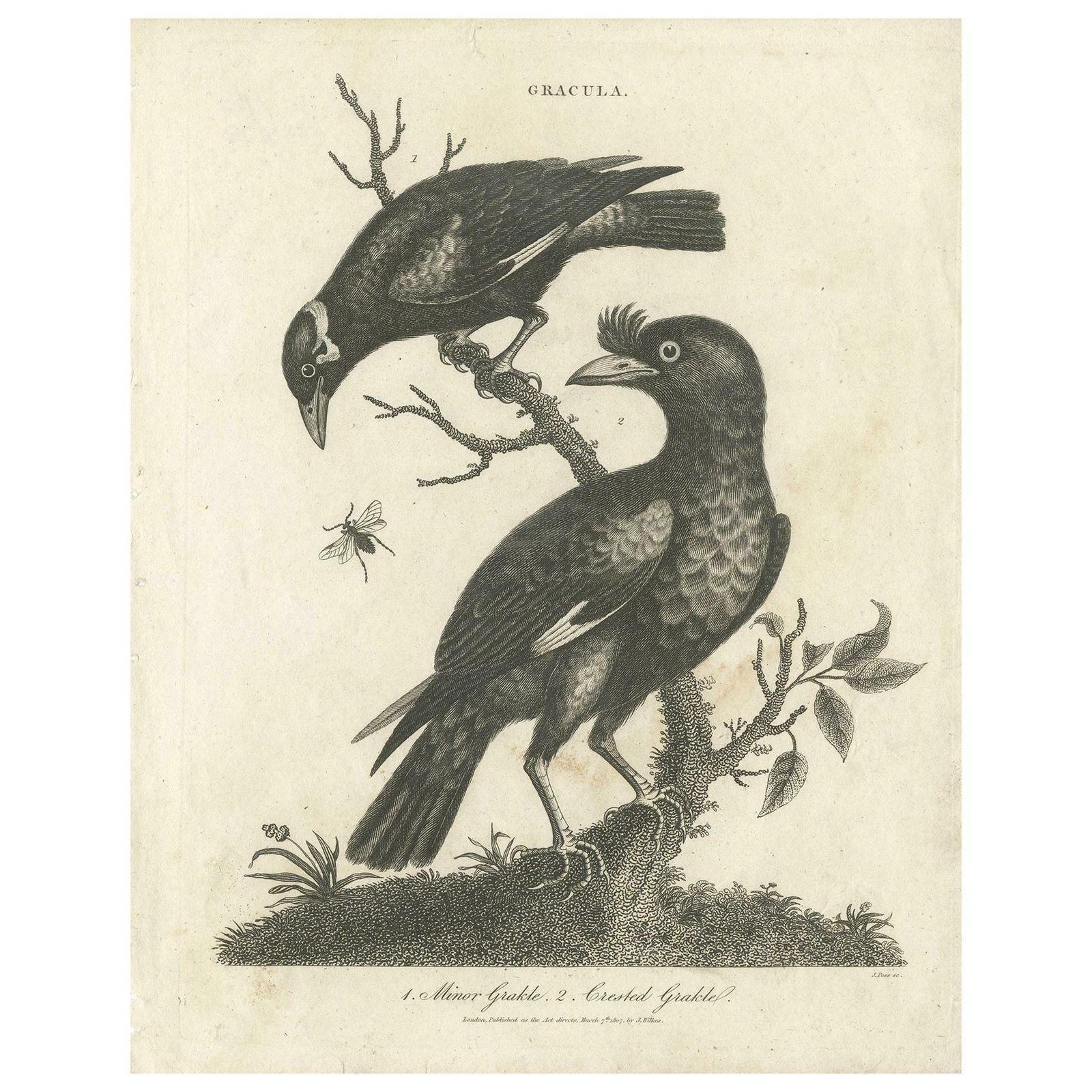 Antique Bird Print Of Grackle Birds By Wilkes, 1801