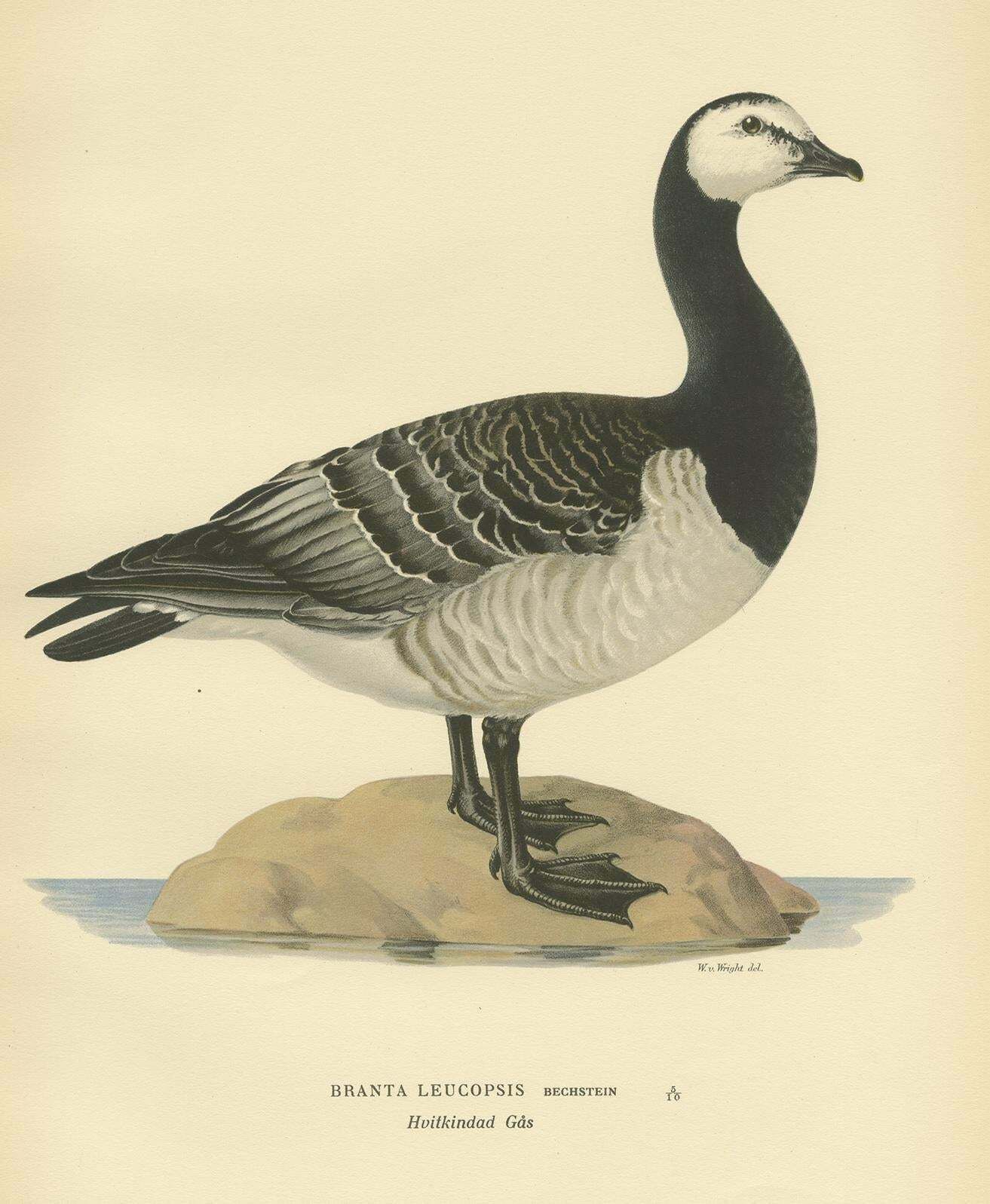 Antique Bird Print Of The Barnacle Goose By Von Wright '1929' photo for sale