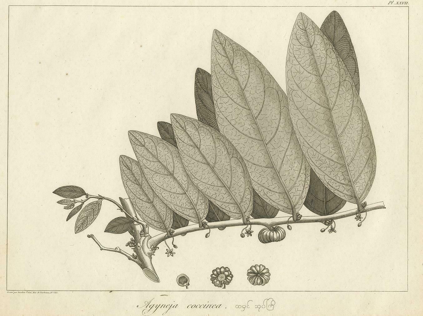 Antique Print Of A Coccinea Plant Species By Symes '1800' photo Art