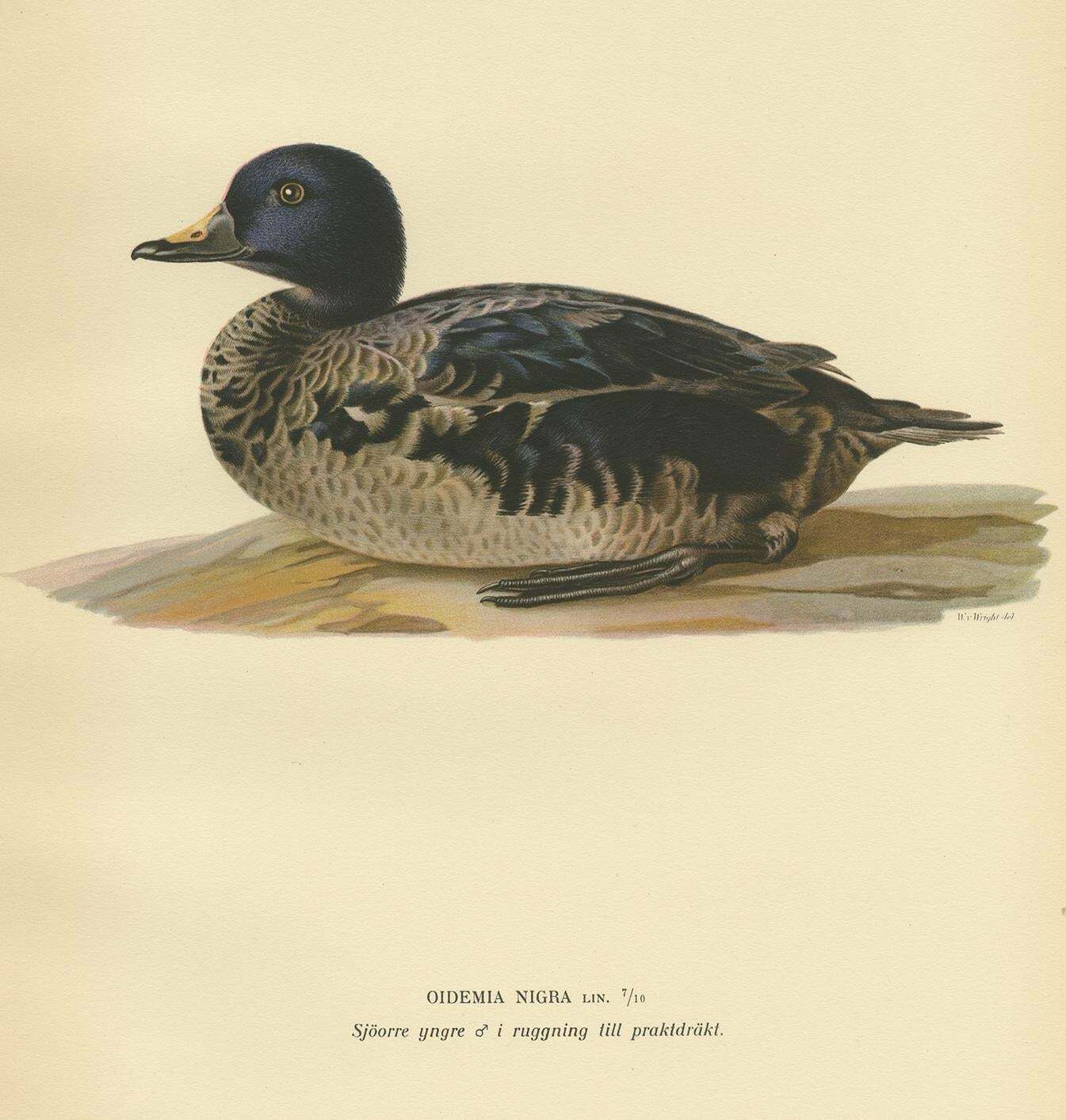 Antique Bird Print Of A Young Black Scoter By Von Wright, 1929 photo Art