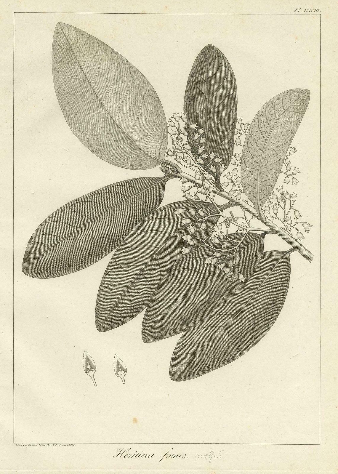 Antique Print Of The Heritiera Fomes Mangrove Tree By Symes, 1800 photo furniture