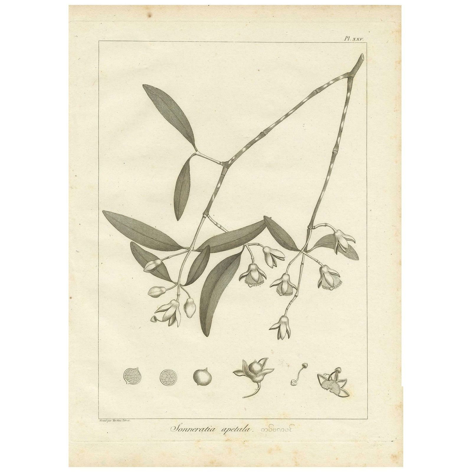 Antique Print Of The Mangrove Apple Plant By Symes, '1800'