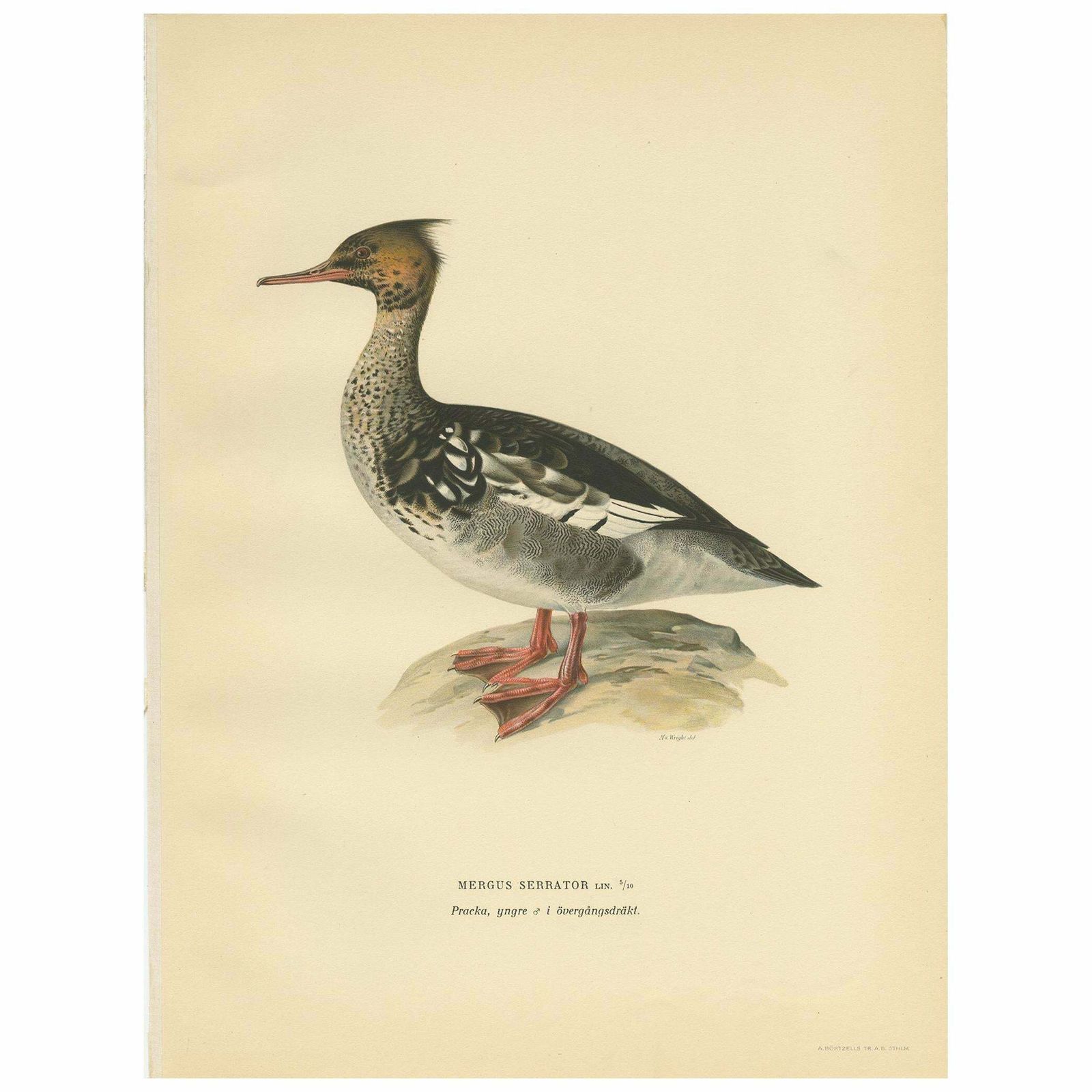 Antique Bird Print Of A Young Red Breasted Merganser By Von Wright '1929'