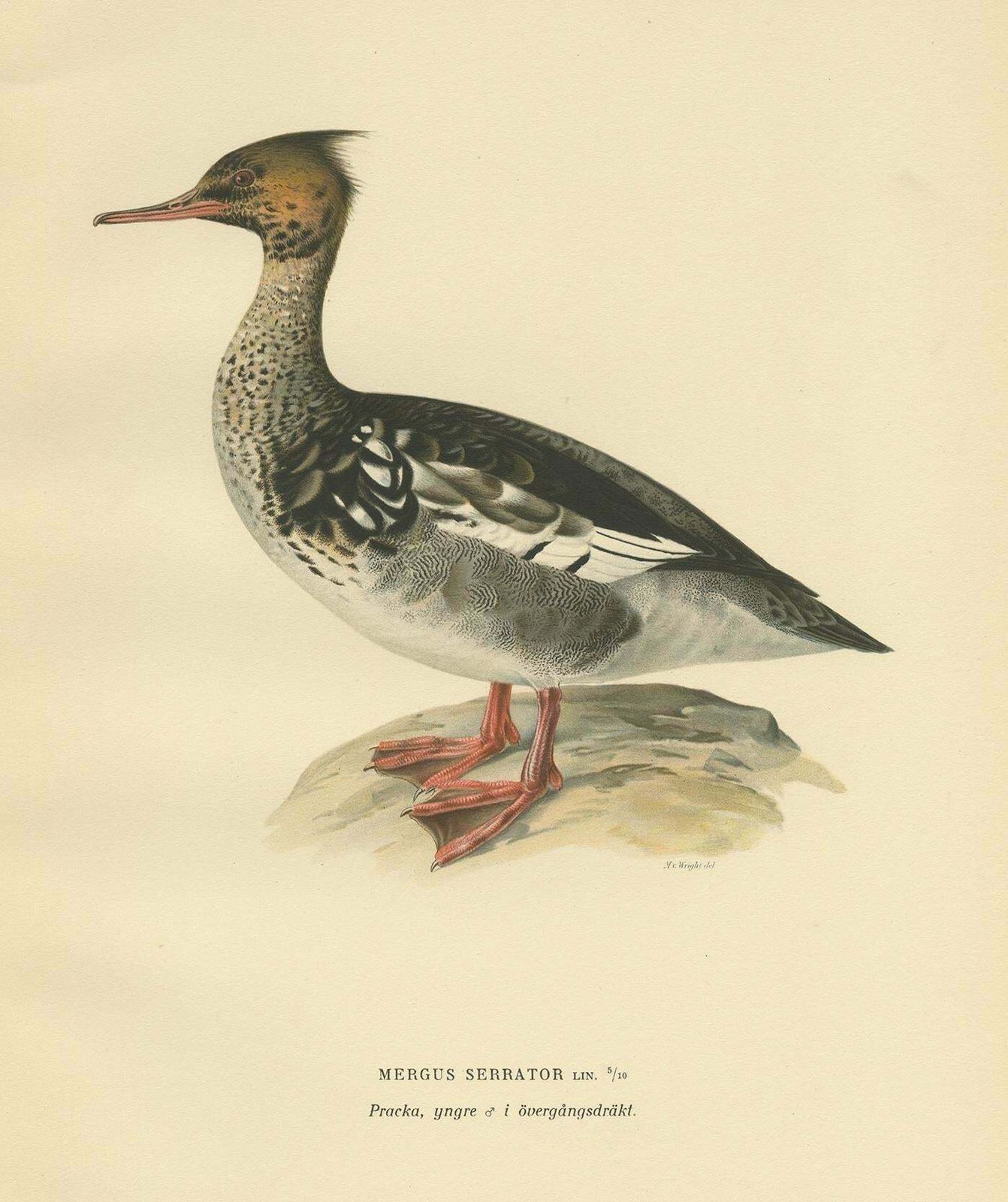 Antique Bird Print Of A Young Red Breasted Merganser By Von Wright '1929' photo furniture