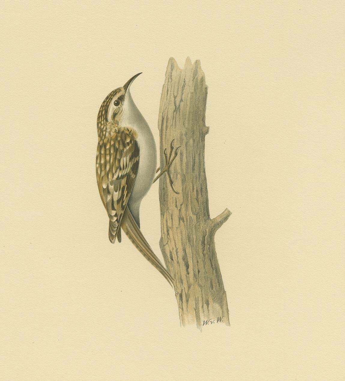 Antique Bird Print Of The Eurasian Treecreeper By Von Wright, 1927 photo for sale