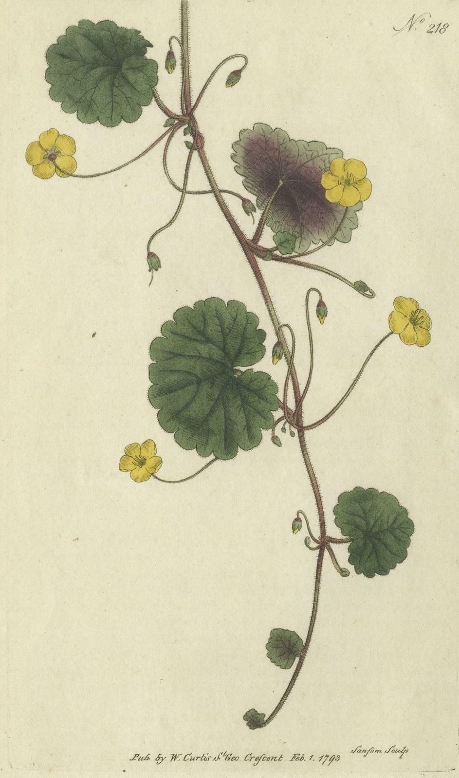 Antique Botany Print Of The Trailing Disandra photo furniture