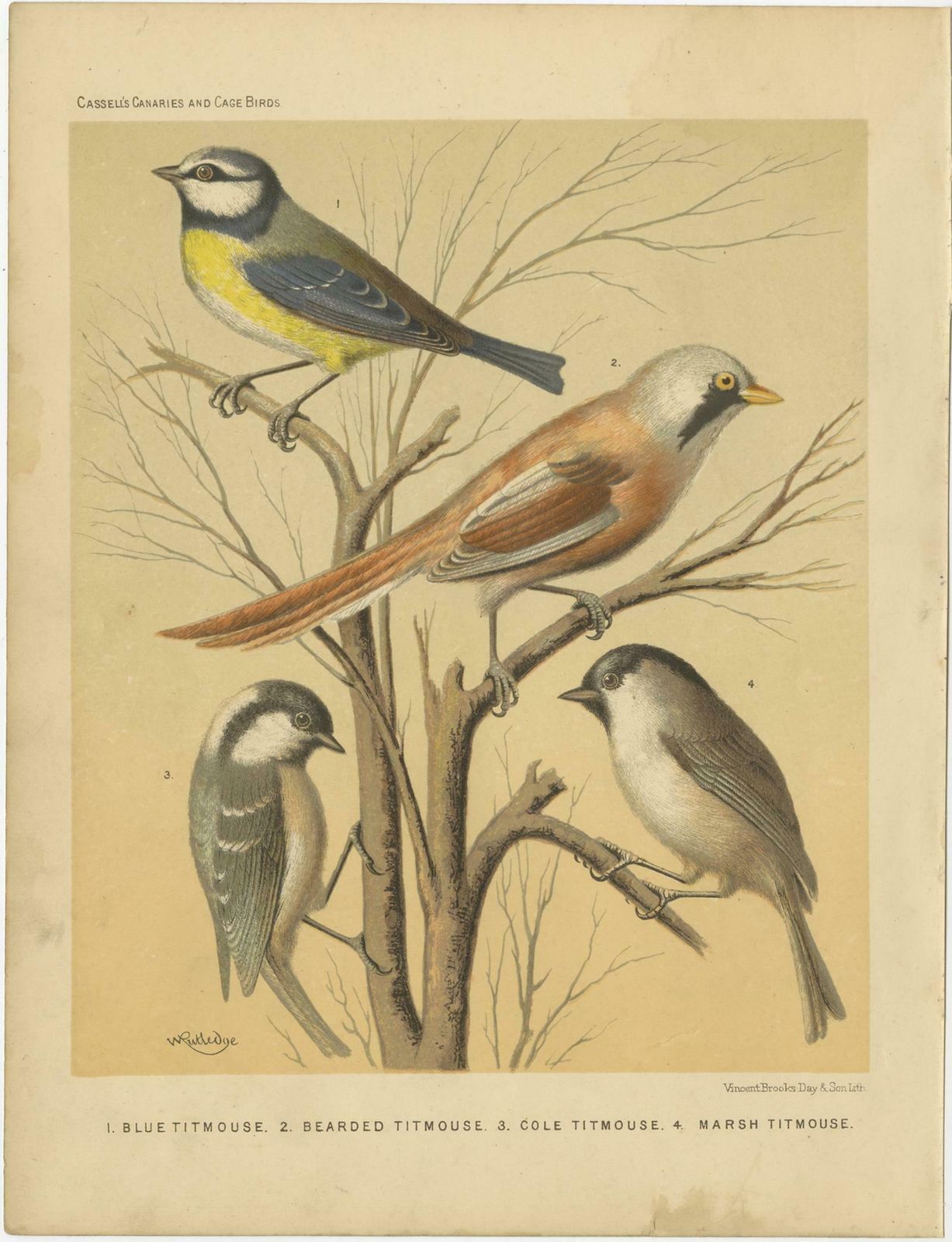 Antique Bird Print Of The Eurasian Blue Tit, Bearded Titmouse And Others photo Art