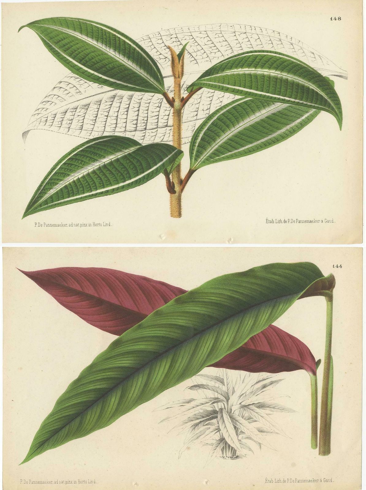 Set Of 2 Antique Botany Prints, Miconia, Calathea '1873' photo Art