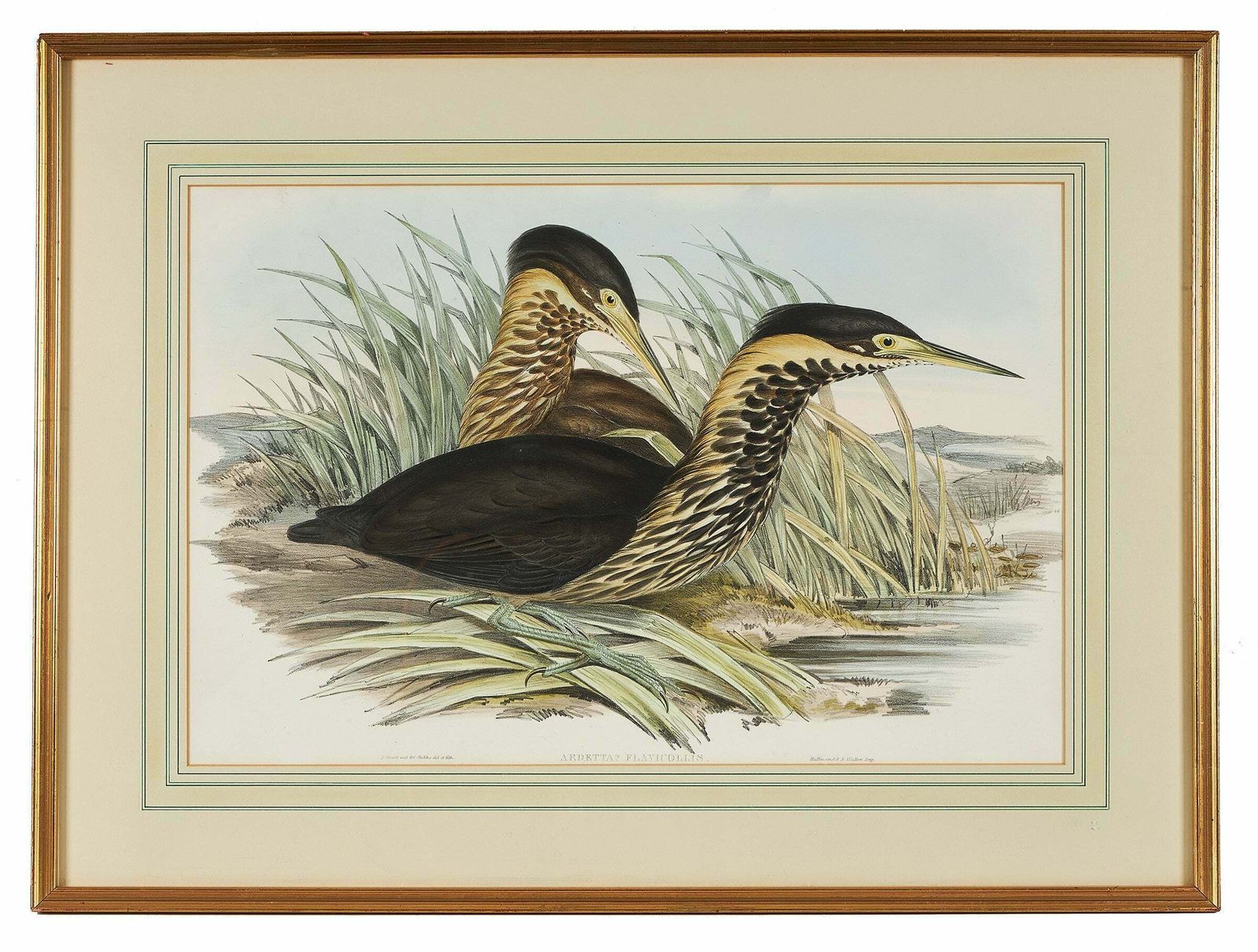 John Gould Lithograph From 'Birds Of Australia'