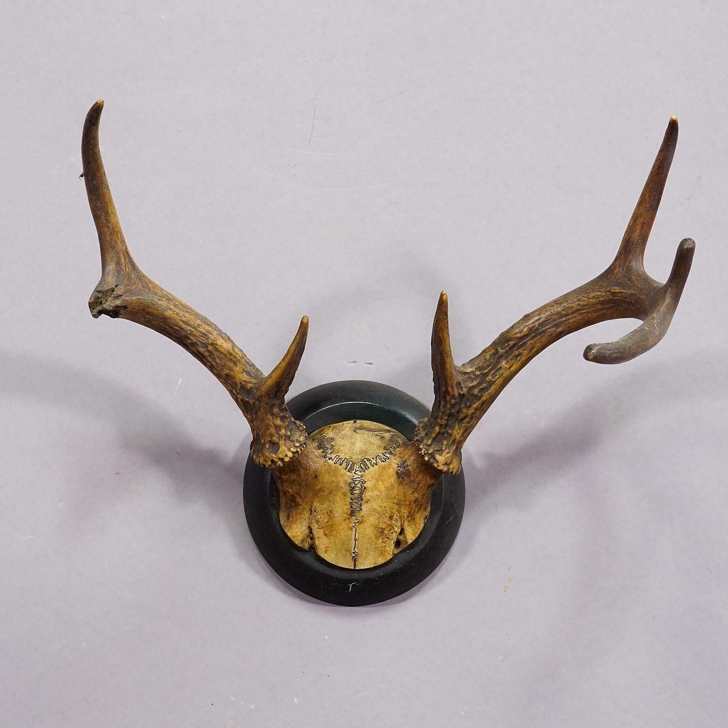 Abnorm White Tailed Deer Trophy Mount On Wooden Plaque Ca. 1900s photo Art