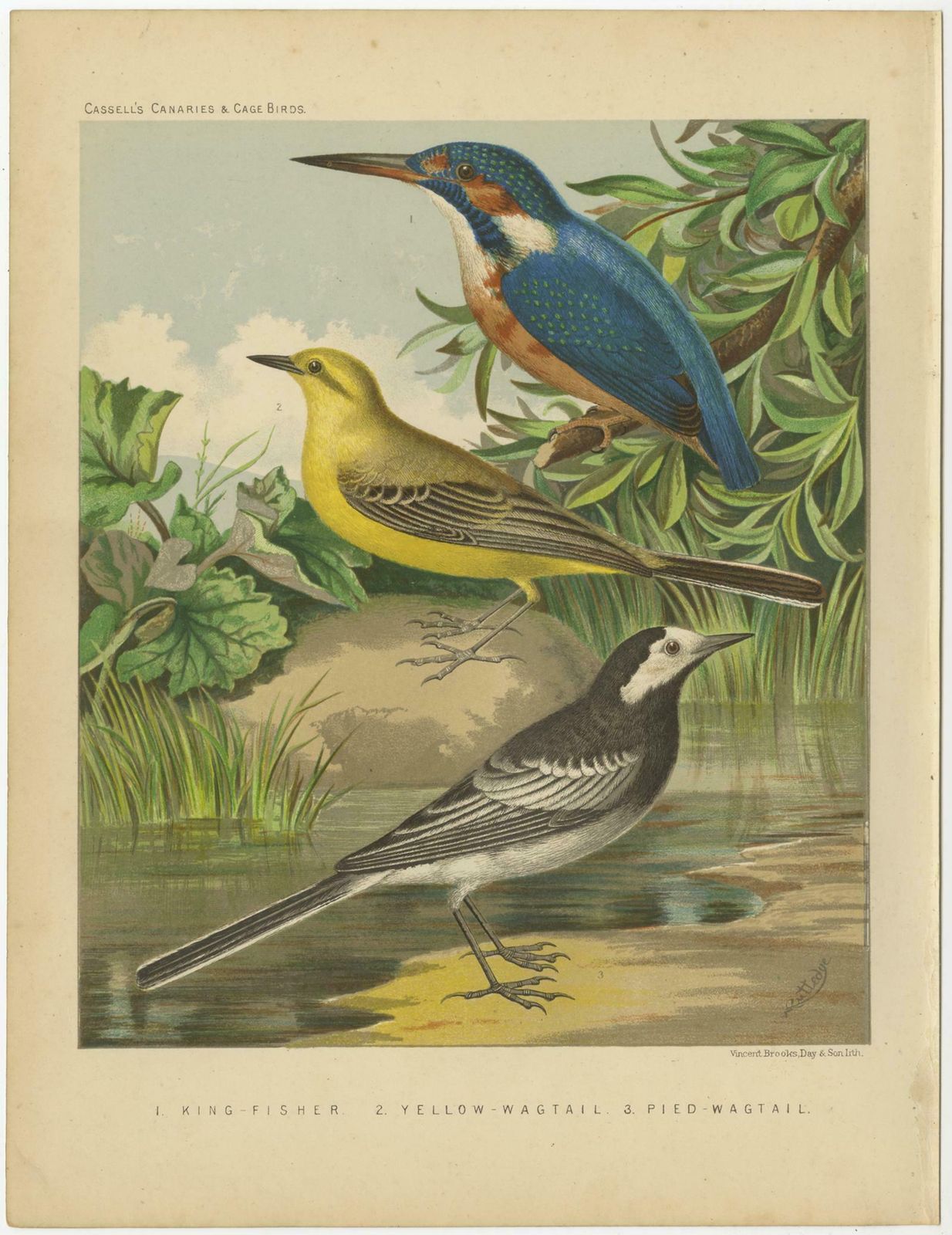 Antique Bird Print Of The Kingfisher, Yellow Wagtail, White Wagtail, Circa 1880 photo for sale