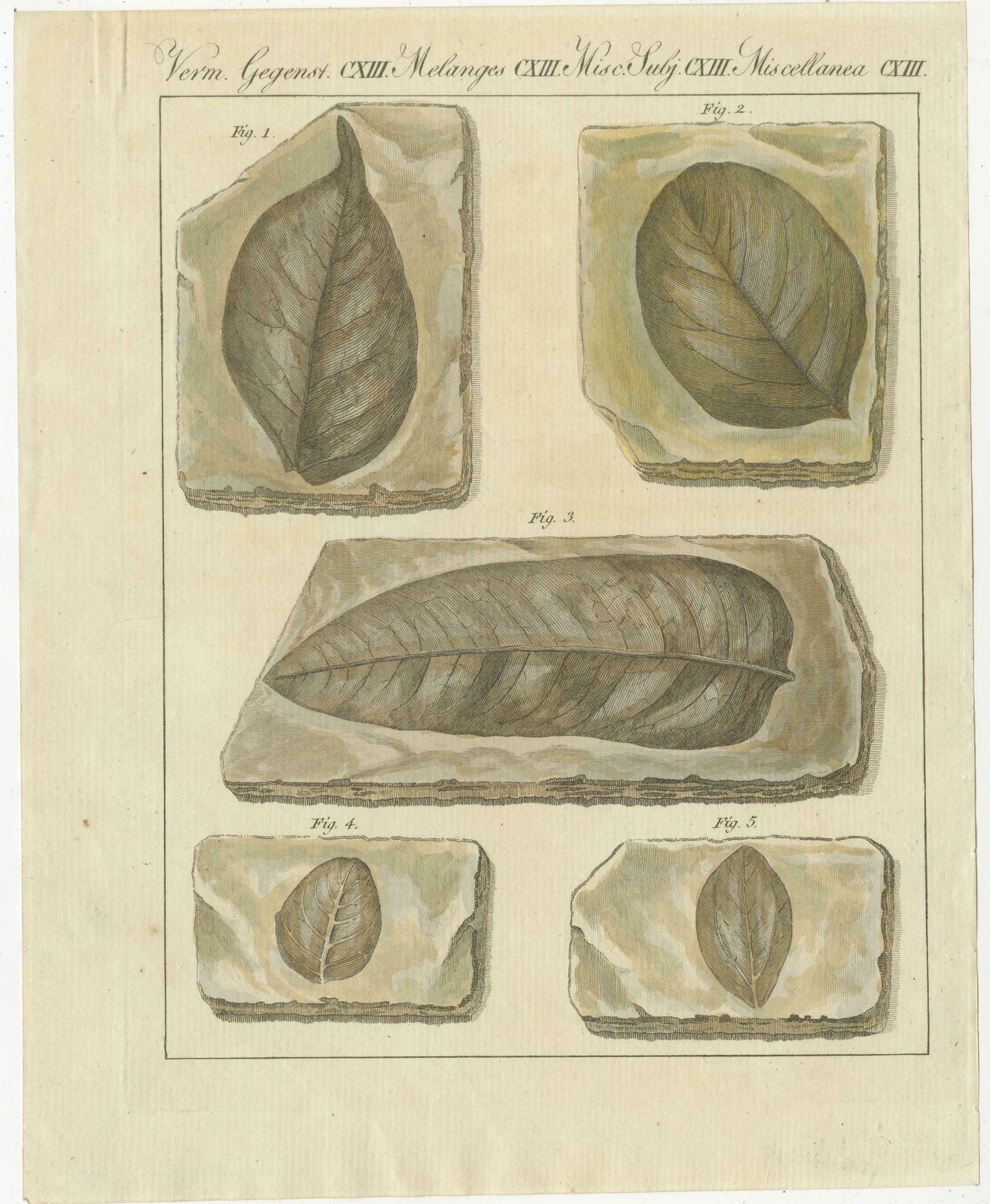 Antique Print Of Fossil Leaves From The Prehistoric Period photo furniture