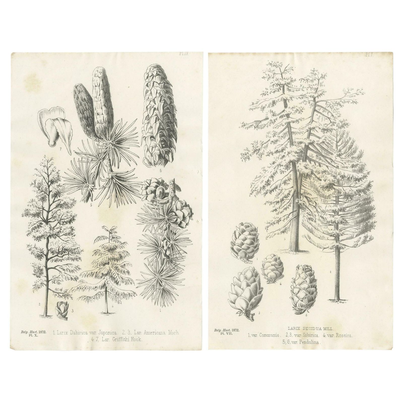 Set Of 2 Antique Botany Prints, Larix Decidua 'C.1880'