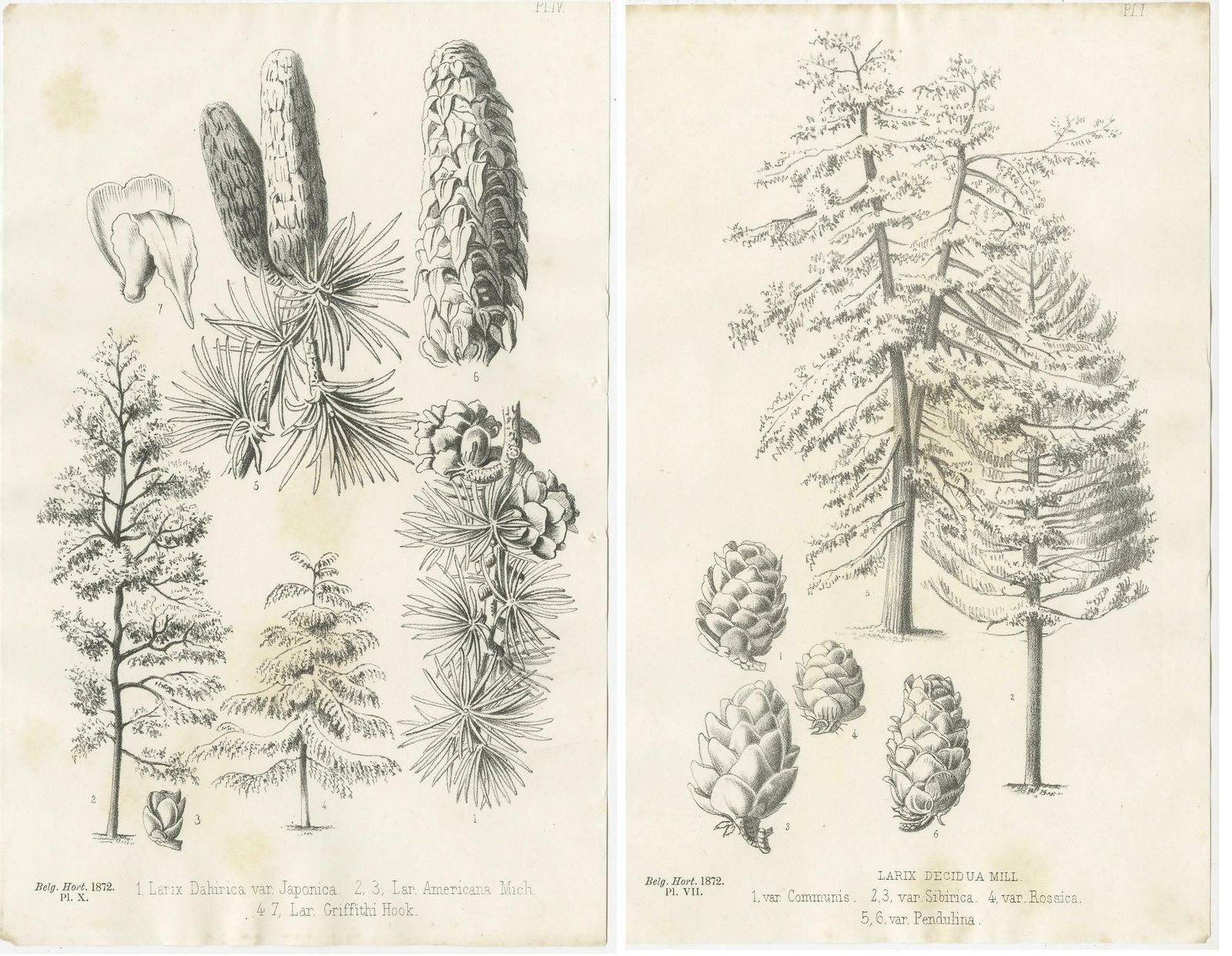 Set Of 2 Antique Botany Prints, Larix Decidua 'C.1880' photo Art
