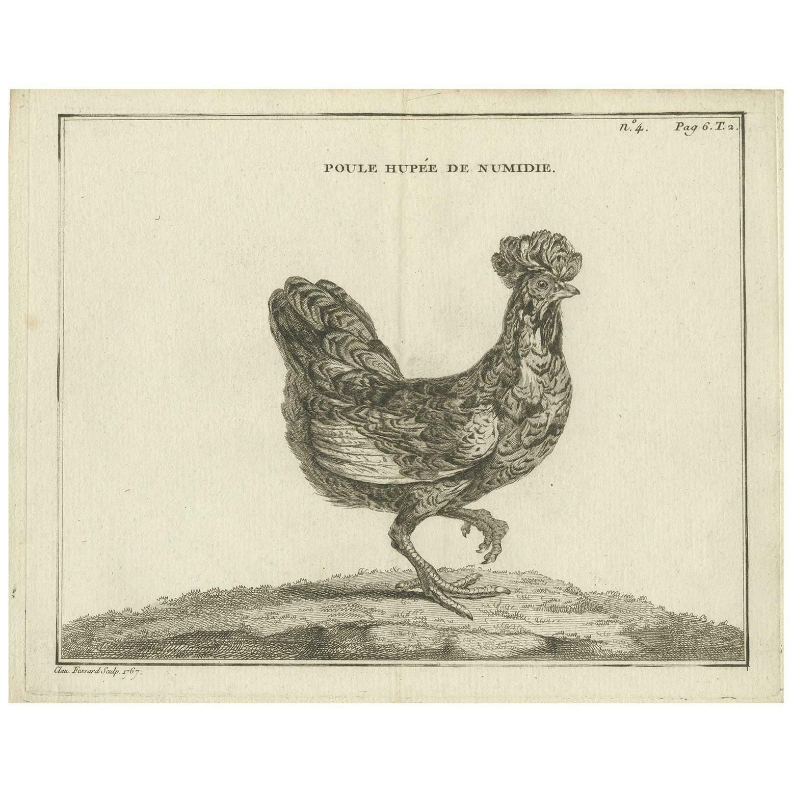 Antique Bird Print Of A Numidia Hen By Fessard, 1819
