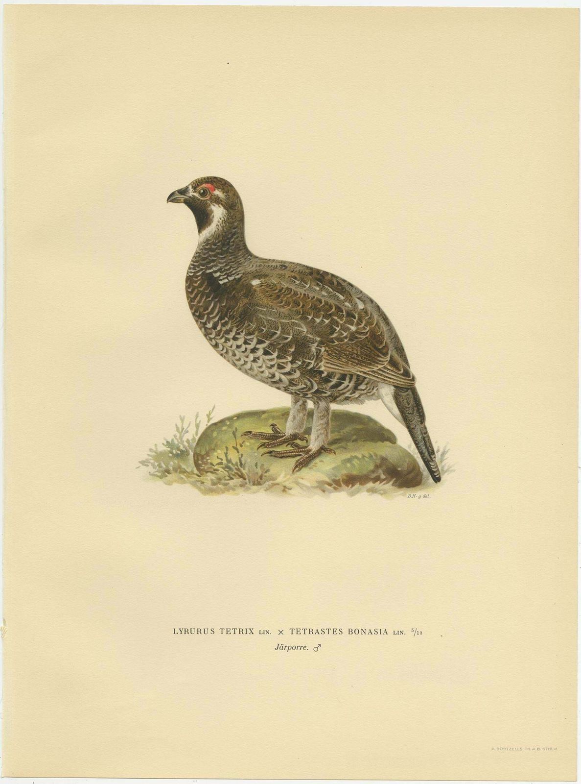 Antique Bird Print Of The Black Grouse, 1929 photo for sale