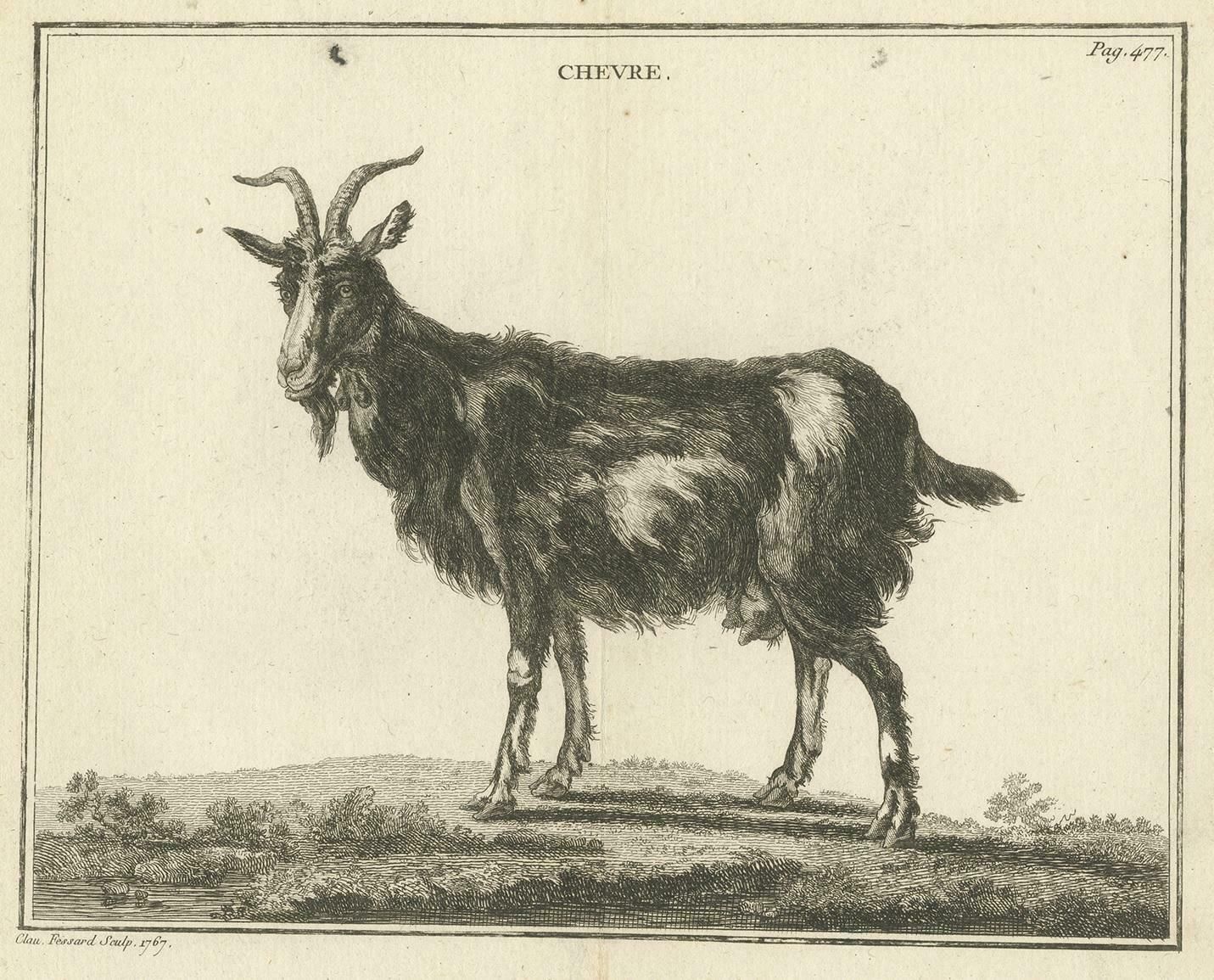 Antique Print Of A Goat By Fessard, 1819 photo furniture