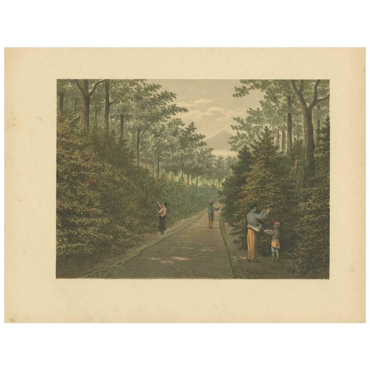 Antique Print Of Fruit Farming On Java By M.T.H. Perelaer, 1888