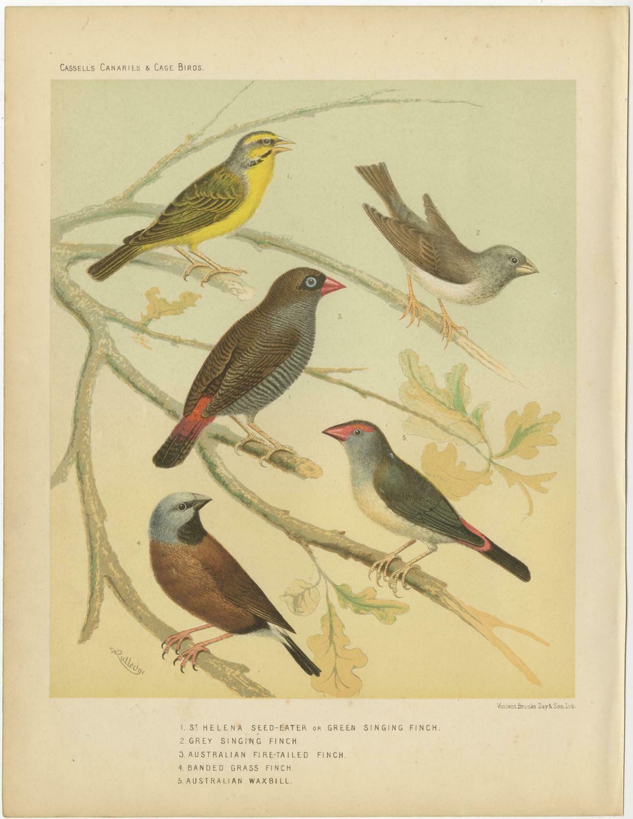 Antique Bird Print Of The Green Singing Finch, Grey Singing Finch And Others photo furniture