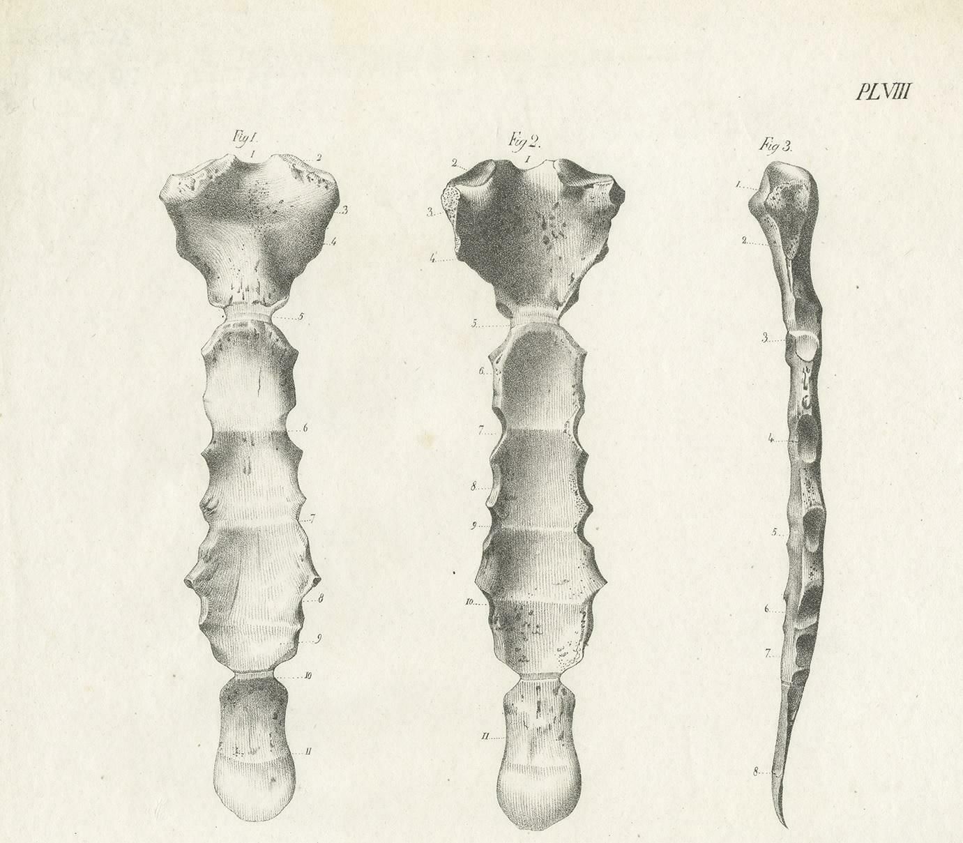 Antique Anatomy / Medical Print Of Various Bones By Cloquet, 1821 photo for sale