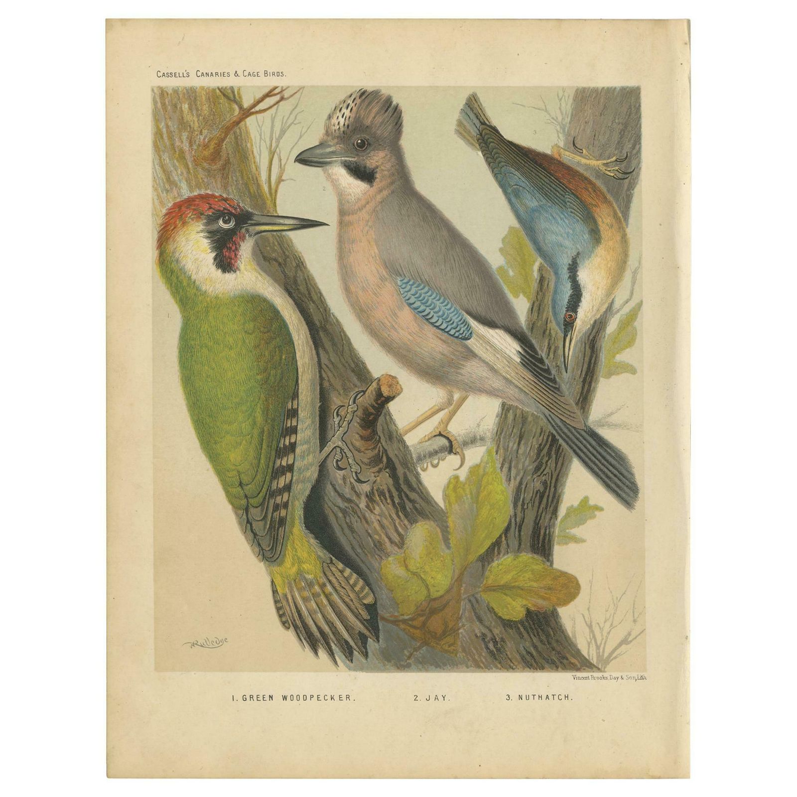 Antique Bird Print Of The Green Woodpecker, Jay, Nuthatch, 'Circa 1880'