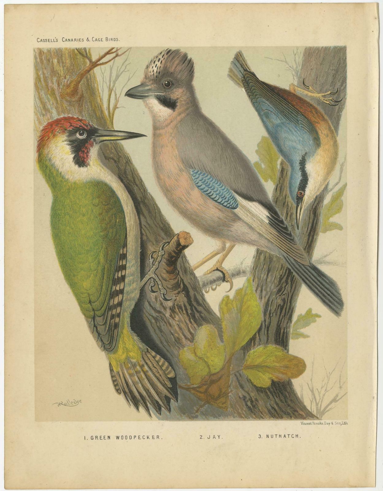 Antique Bird Print Of The Green Woodpecker, Jay, Nuthatch, 'Circa 1880' photo for sale