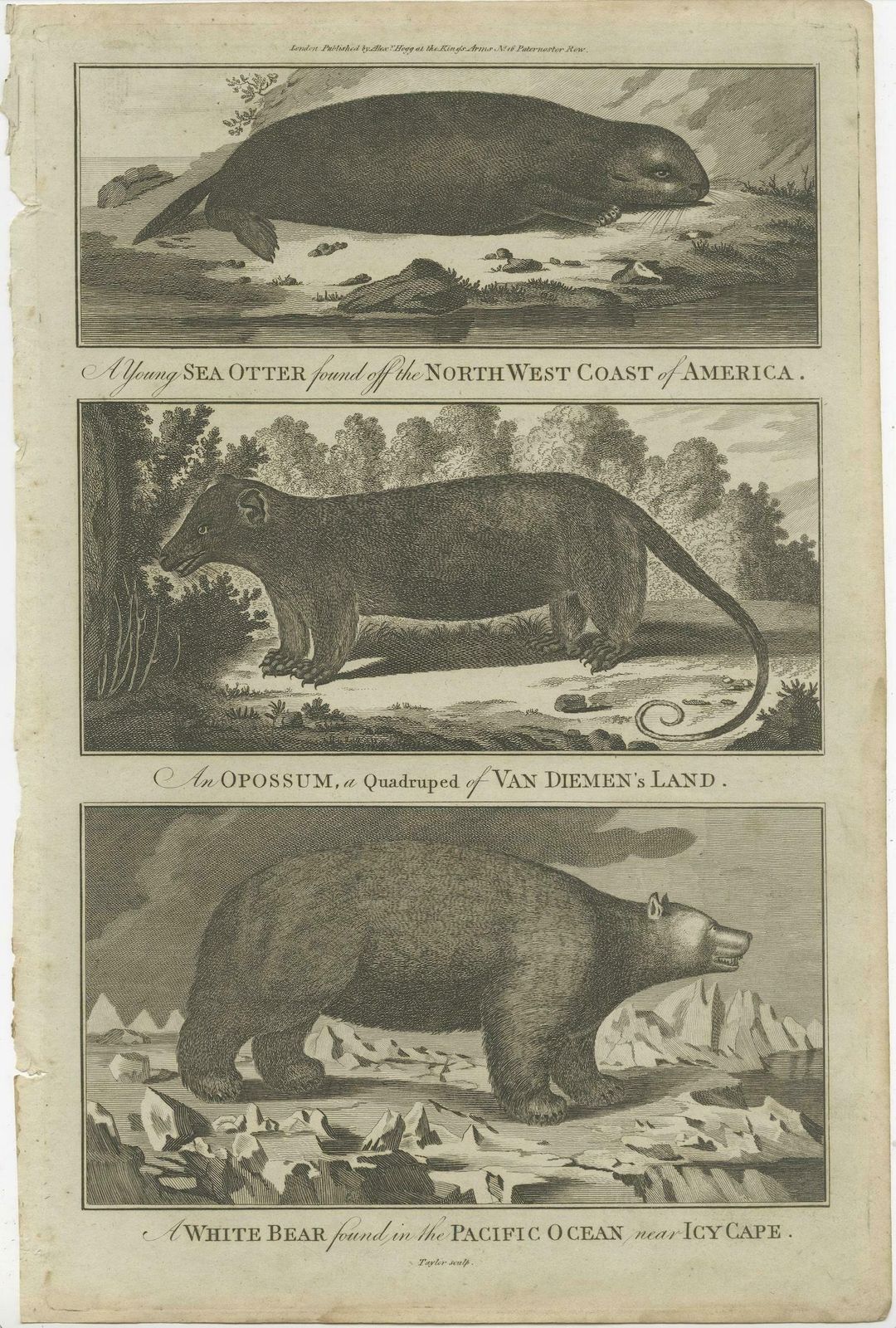 Antique Print Of A Sea Otter, An Opossum, And A White Bear, C.1784 photo furniture