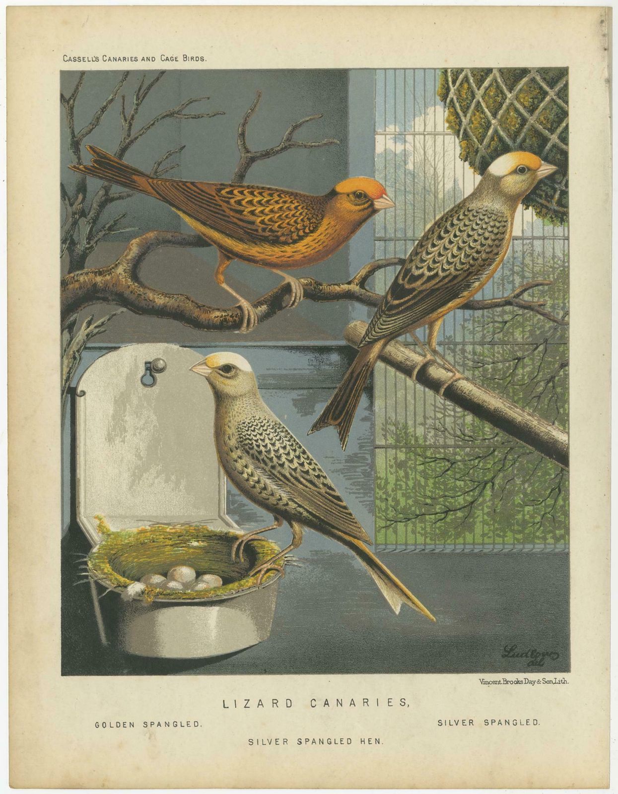 Antique Bird Print Of The Lizard Canaries Golden Spangled And Others, Circa 1880 photo furniture