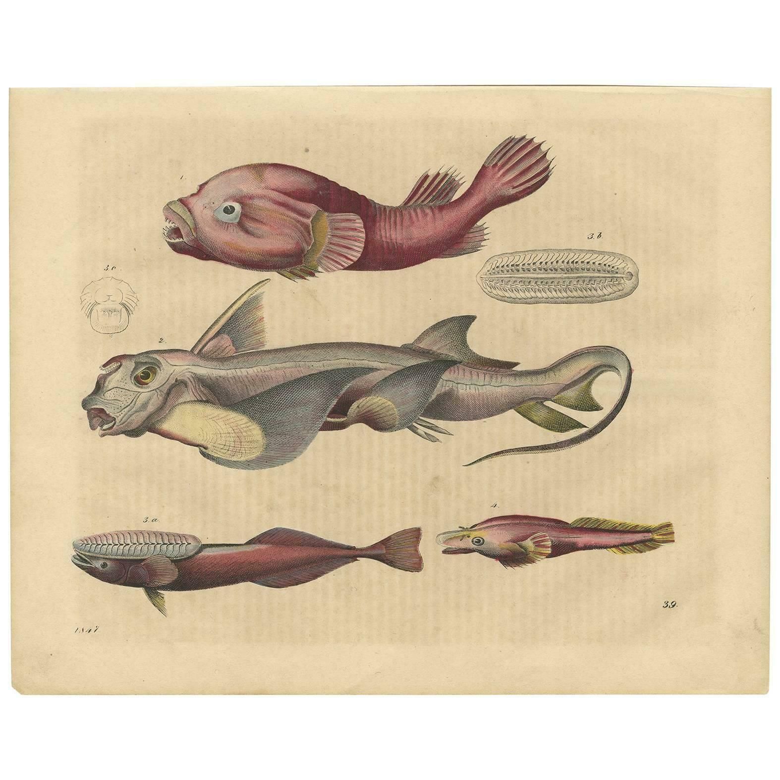 Antique Animal Print Of Clingfishes By C. Hoffmann, 1847