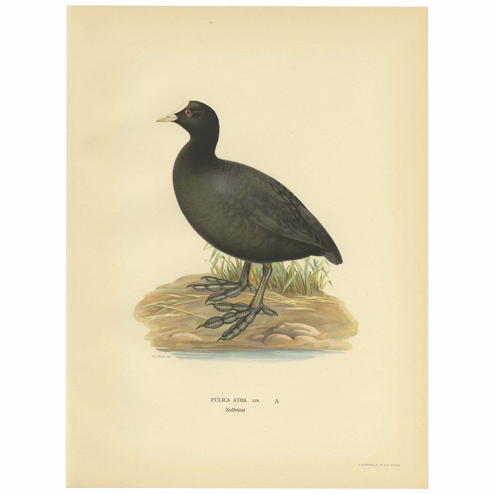 Original Antique Bird Print Of The Eurasian Coot, 1929