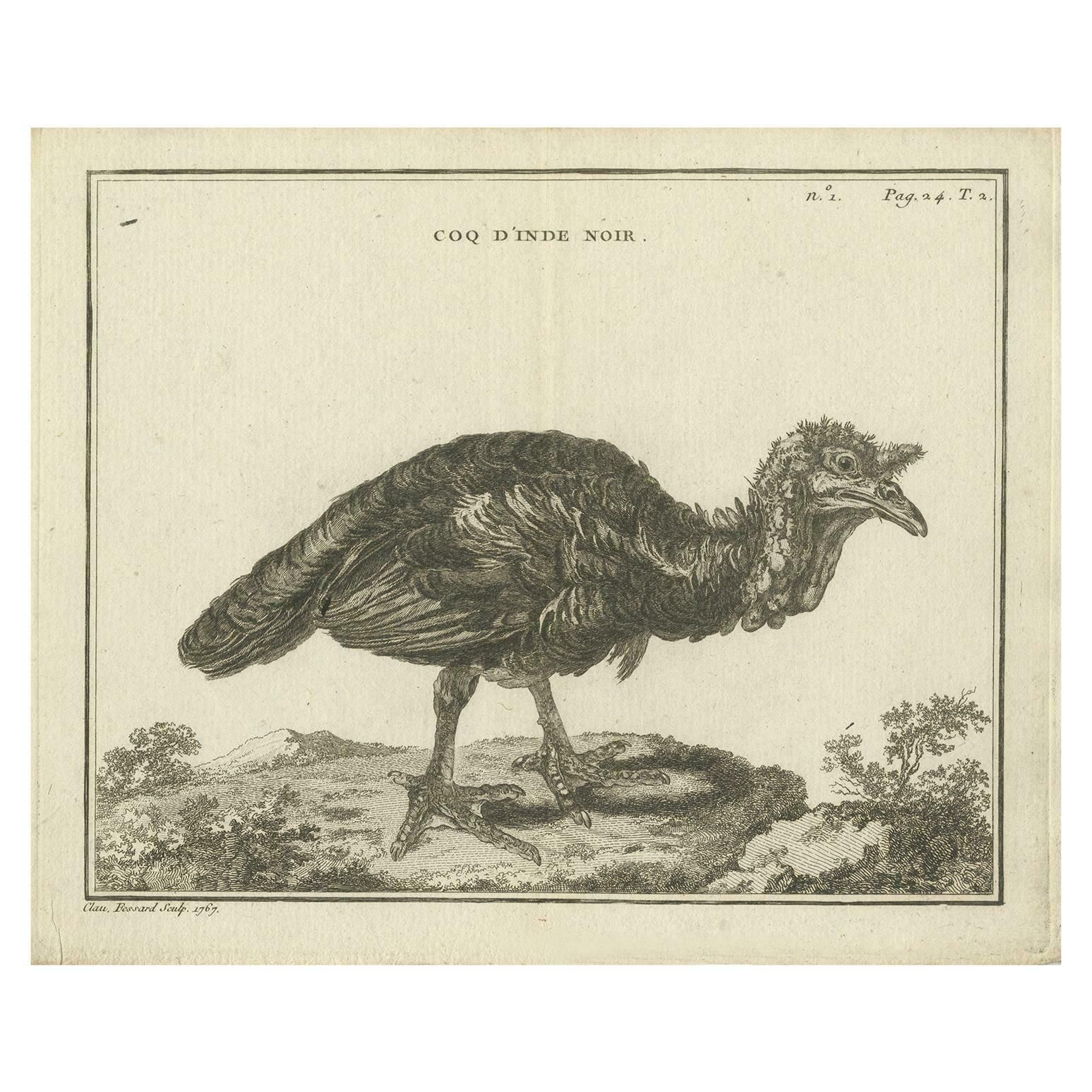 Antique Bird Print Of A Black Rooster By Fessard, 1819