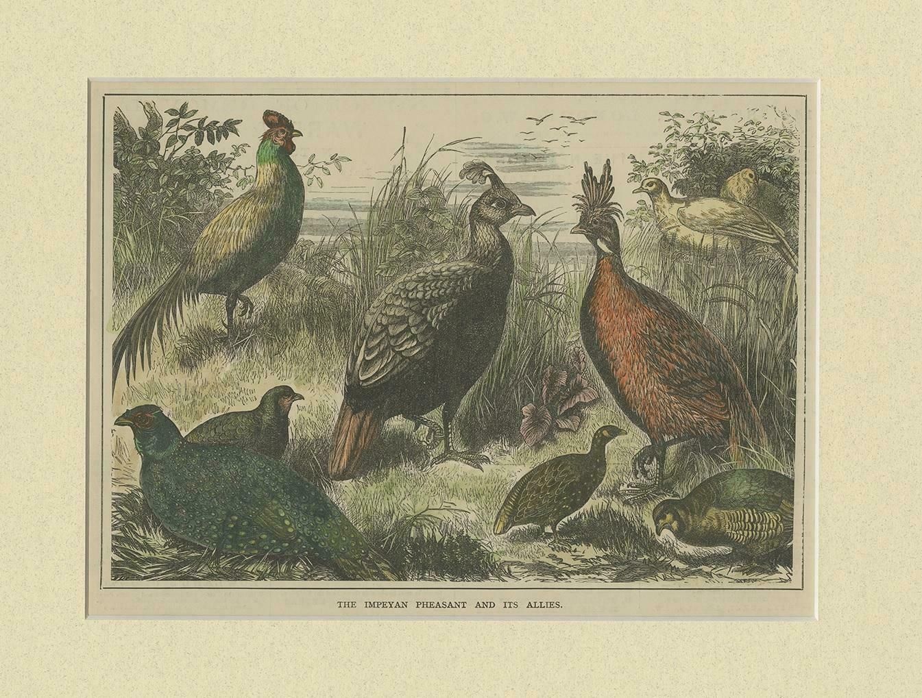 Antique Bird Print Of The Himalayan Monal, '1879' photo Art
