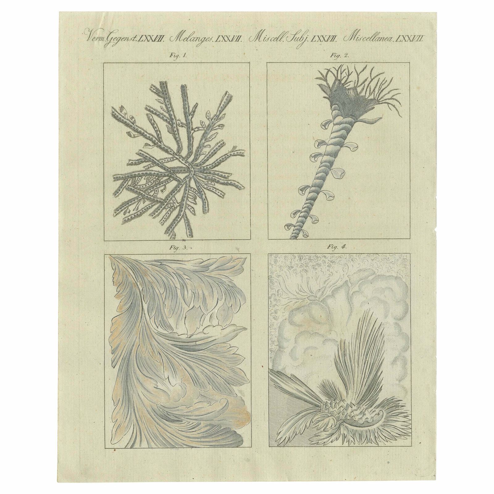Original Antique Print Of Frozen Window Panes