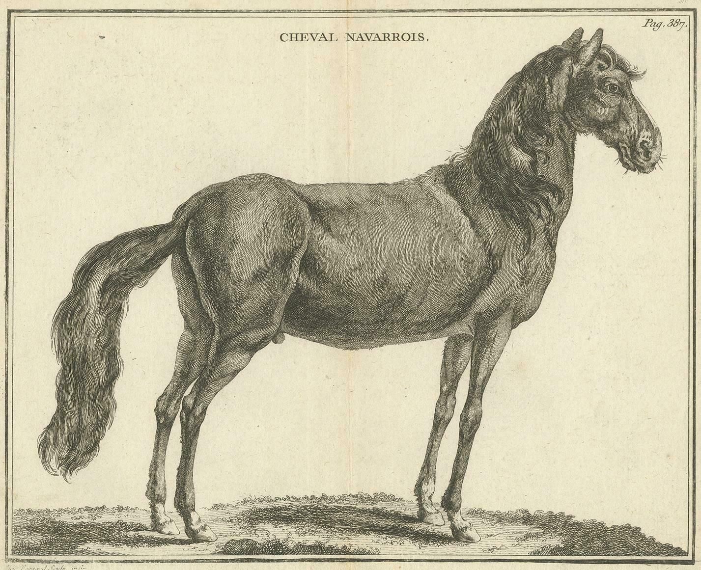 Antique Print Of A Navarrin Horse By Fessard, 1819 photo Art