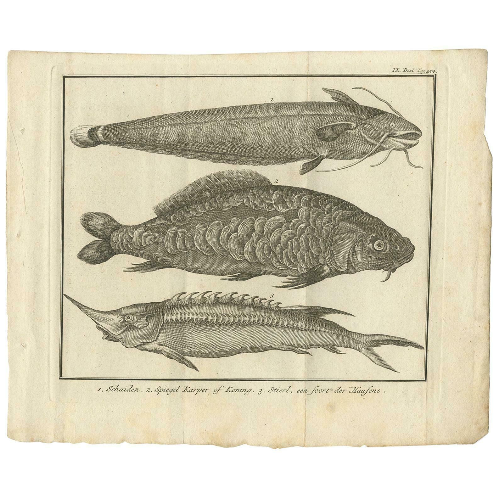 Antique Print Of A Catfish And Other Fish Species By Salmon, 1737