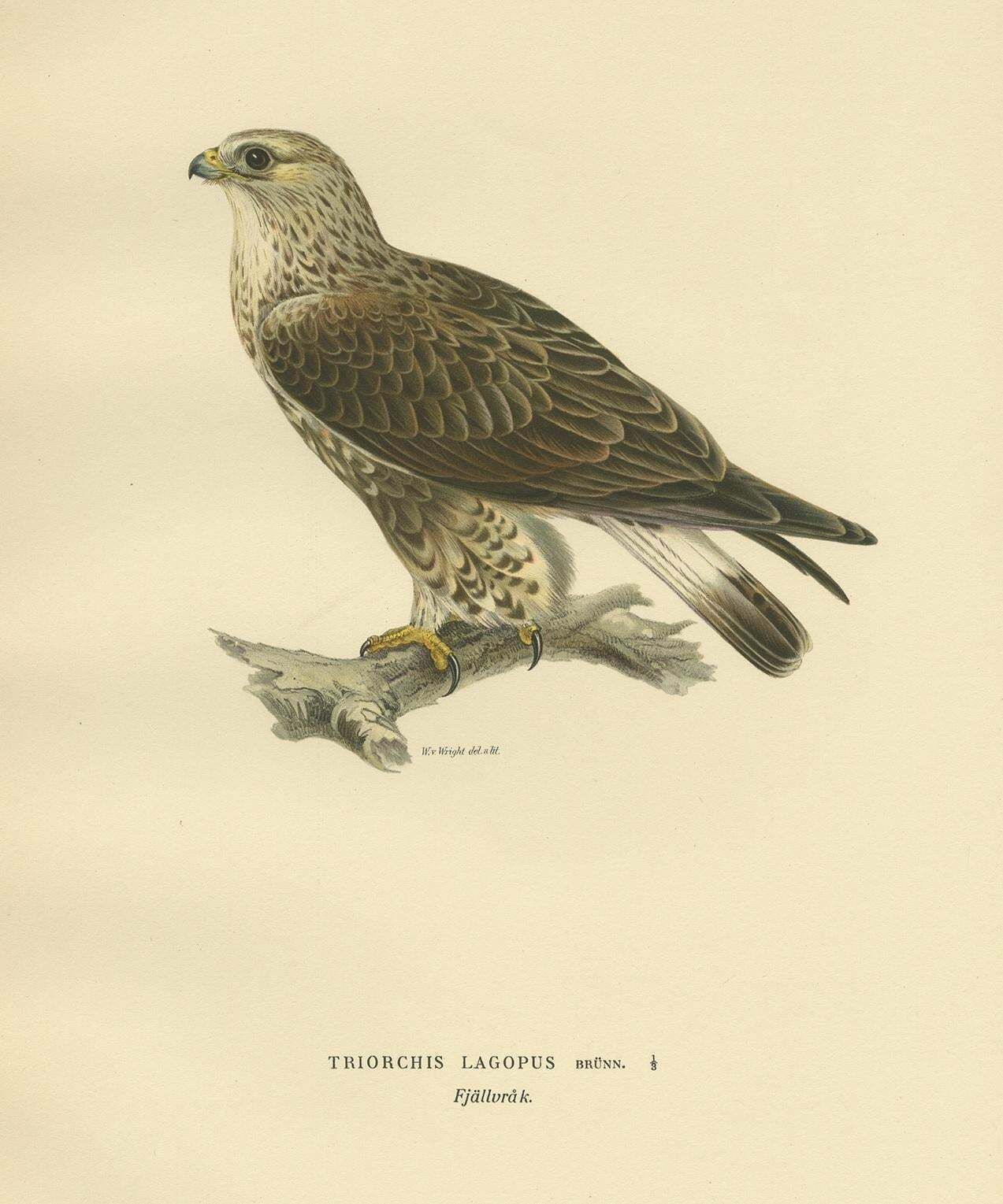 Antique Bird Print Of The Rough Legged Hawk, '1929' photo Art