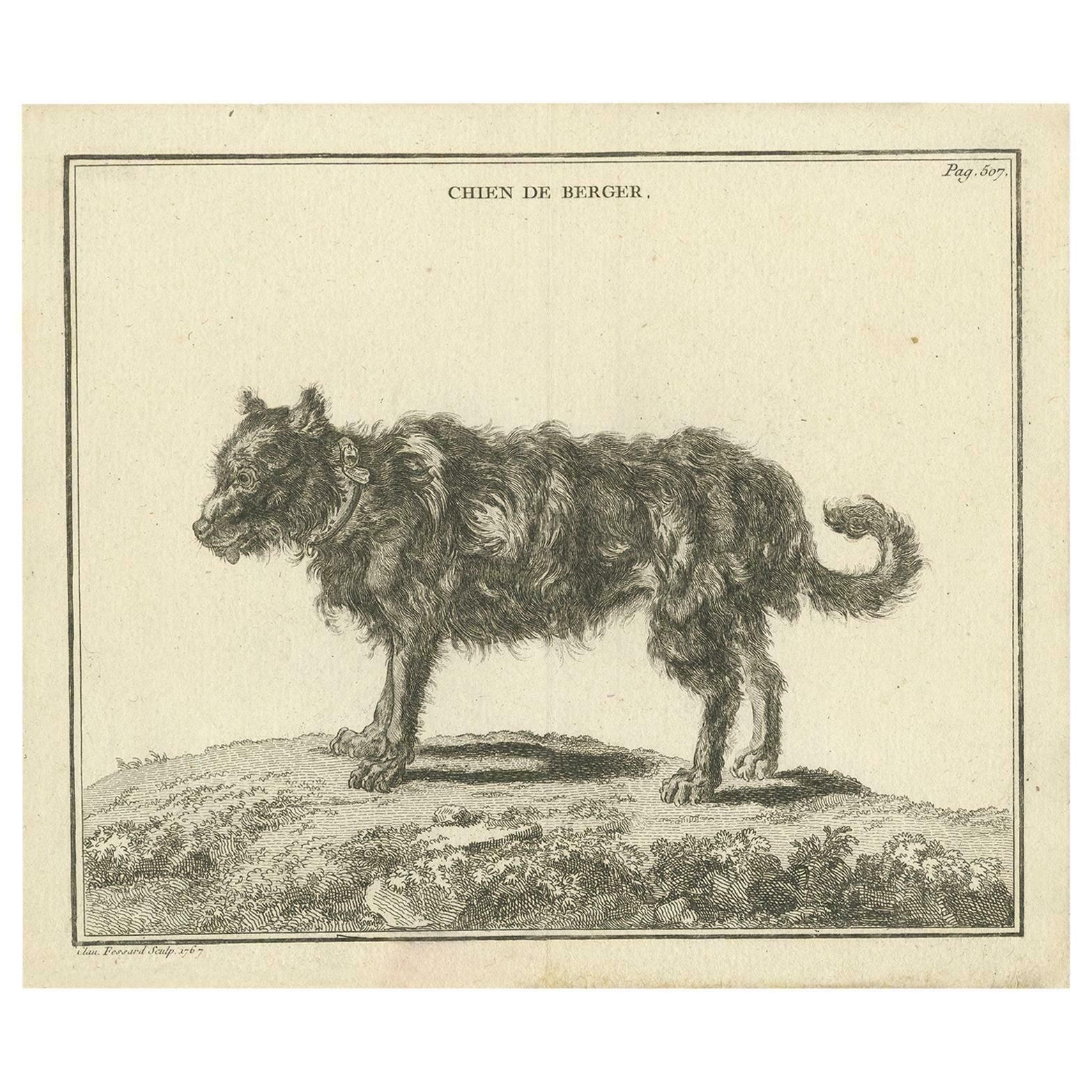 Antique Print Of A Sheepdog By Fessard, 1819