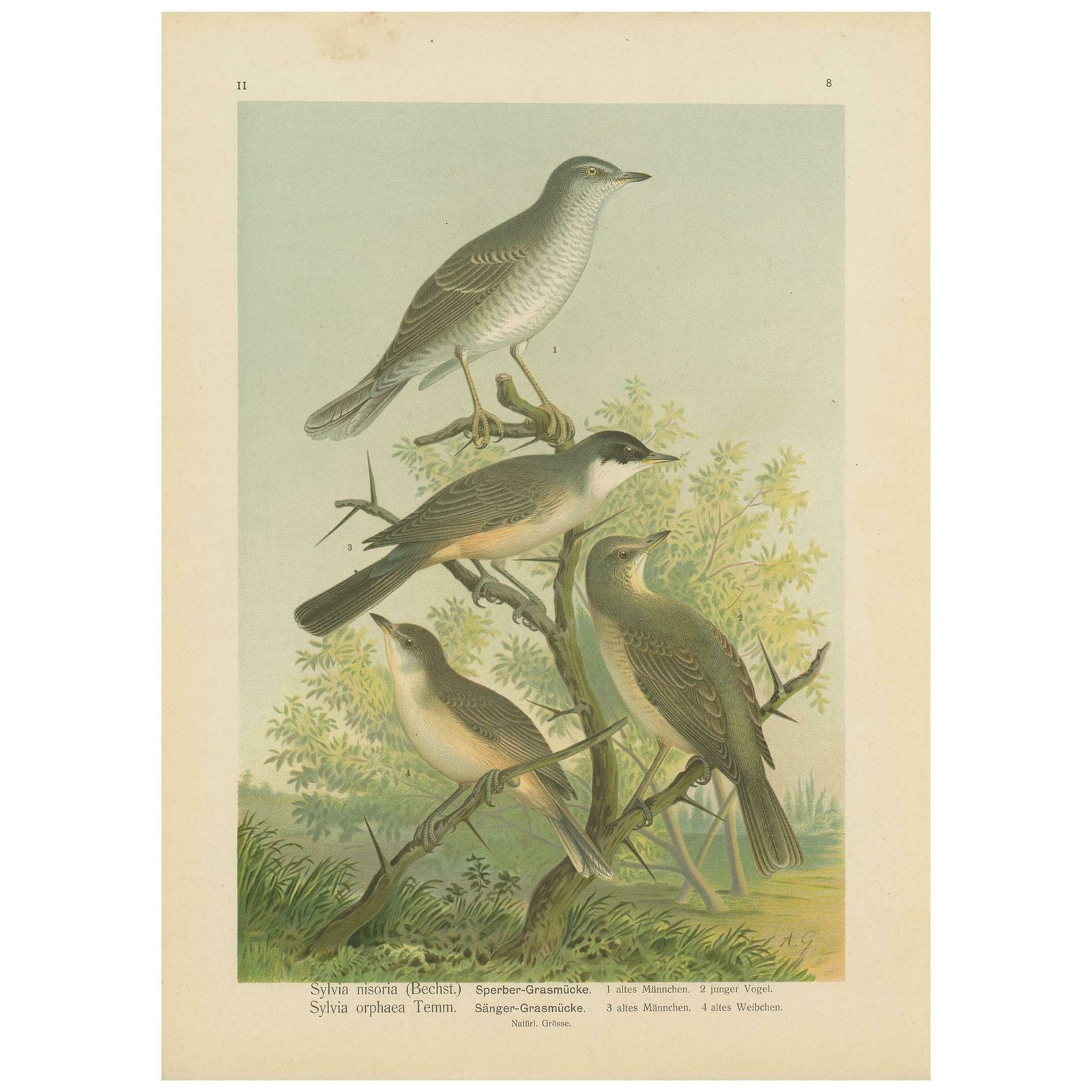 Antique Bird Print Of The Barred & Western Orphean Warble By Naumann, Circa 1895 £113.77