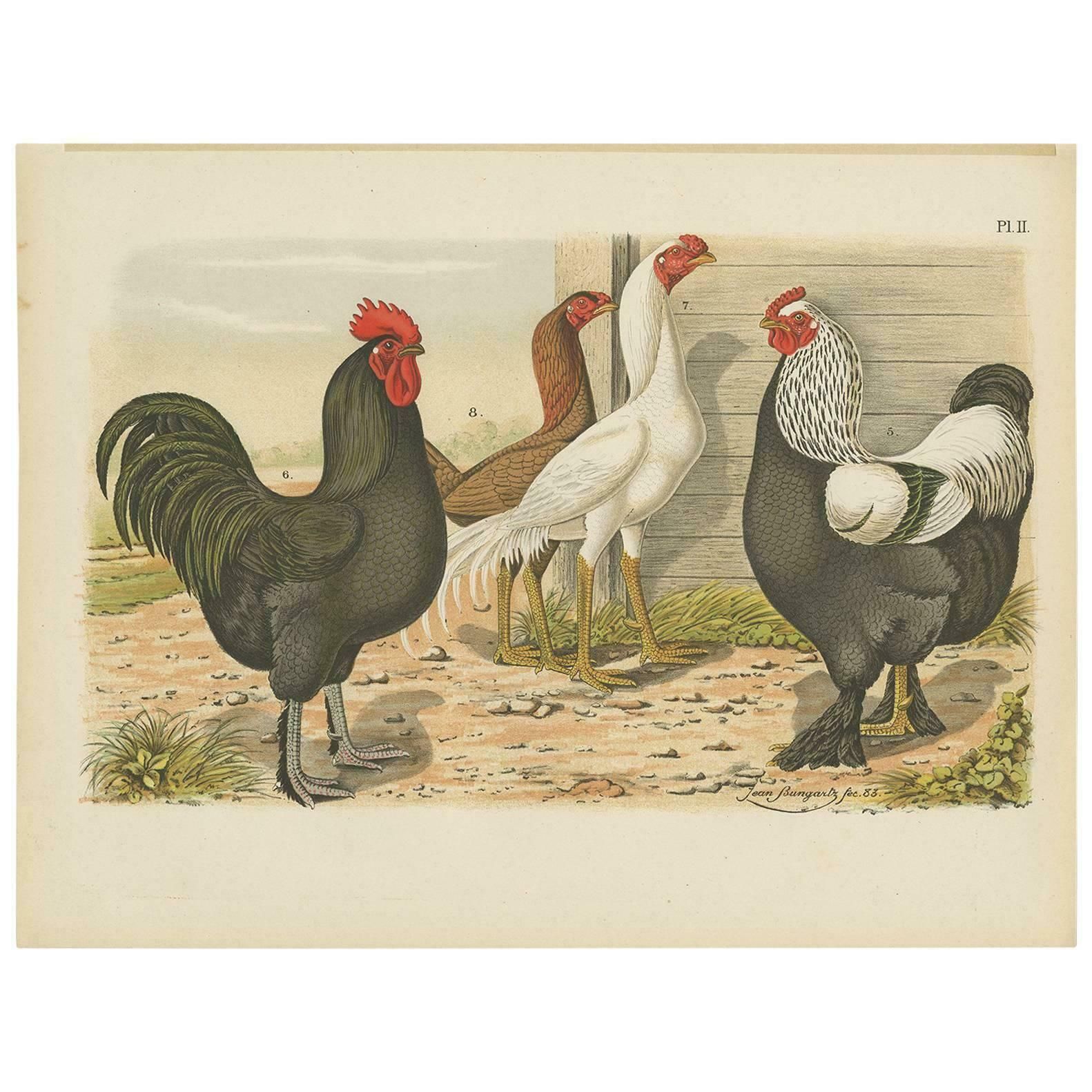 Antique Bird Print Of Various Roosters And Chickens (1886)