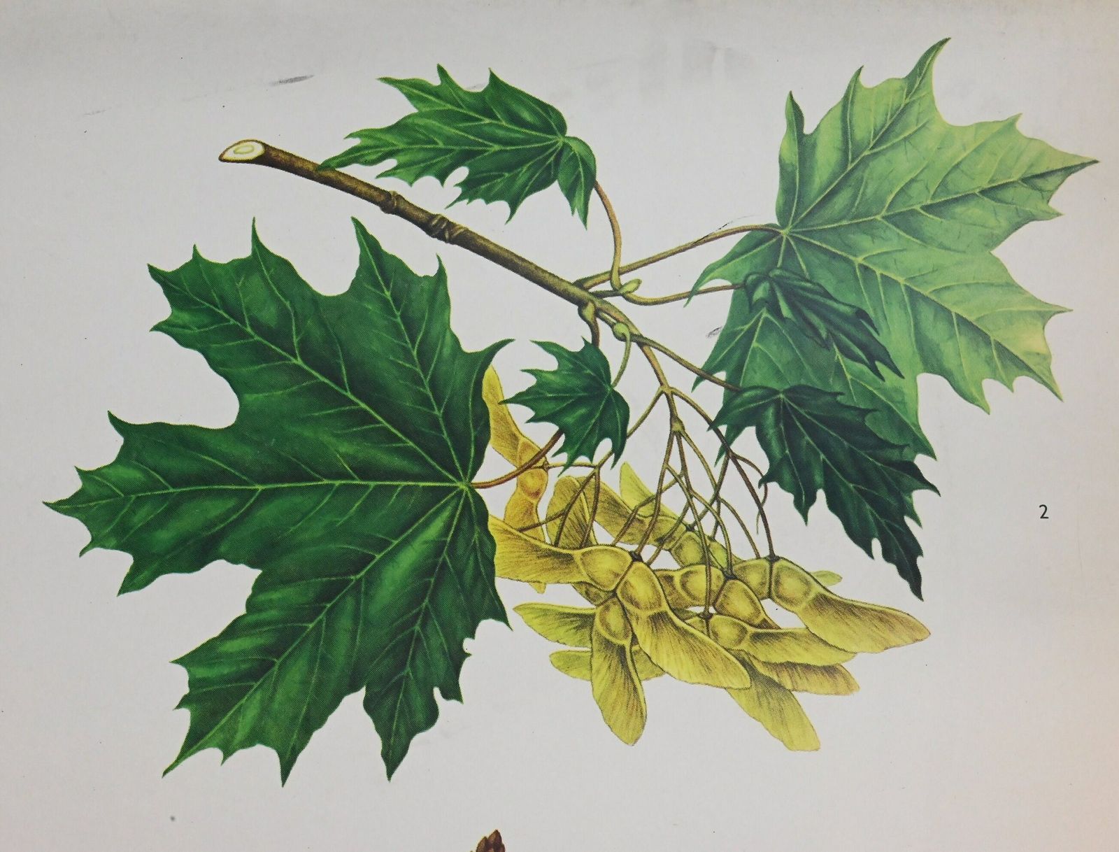 Botanical School Chart, Pull Down Chart, School Pull Down Chart, Vintage School Chart, School Chart, School Pull Down, School Poster, School photo for sale