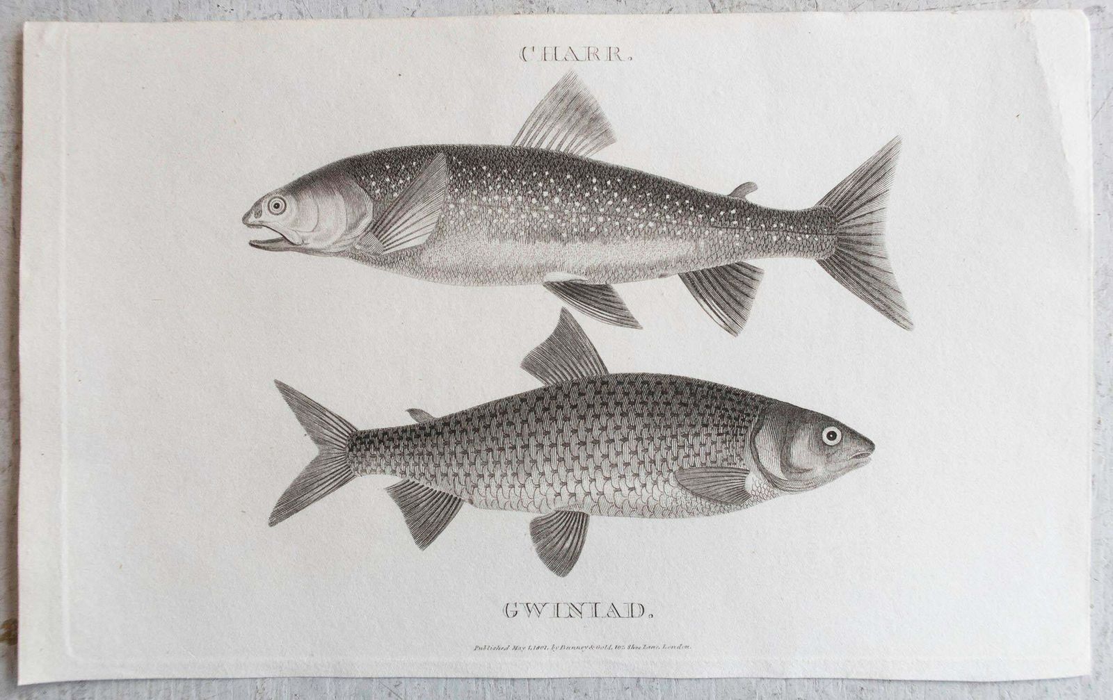 Set Of 5 Original Antique Fishing / Angling Prints, Dated 1801 photo Art