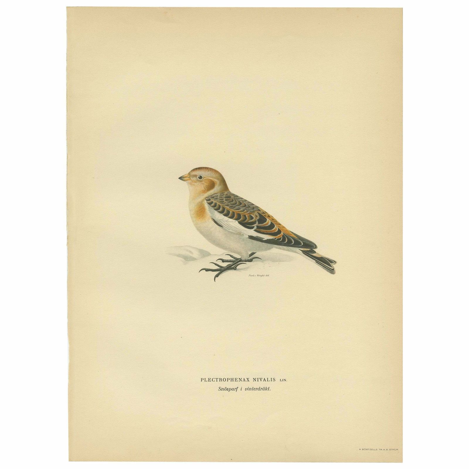 Antique Bird Print Of The Snow Bunting From A Swedish Bird Book, 1927